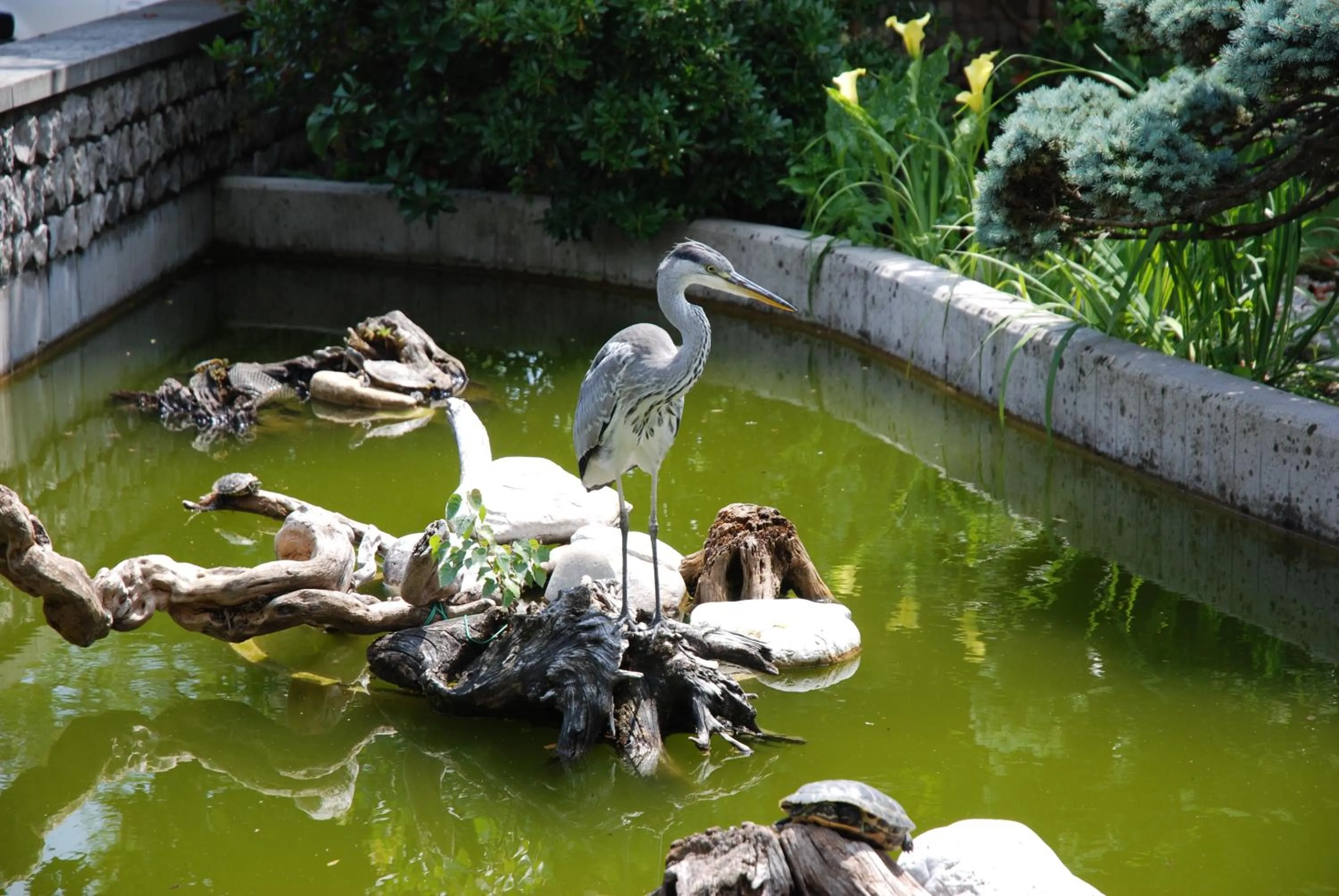 Garden in Al Giardino