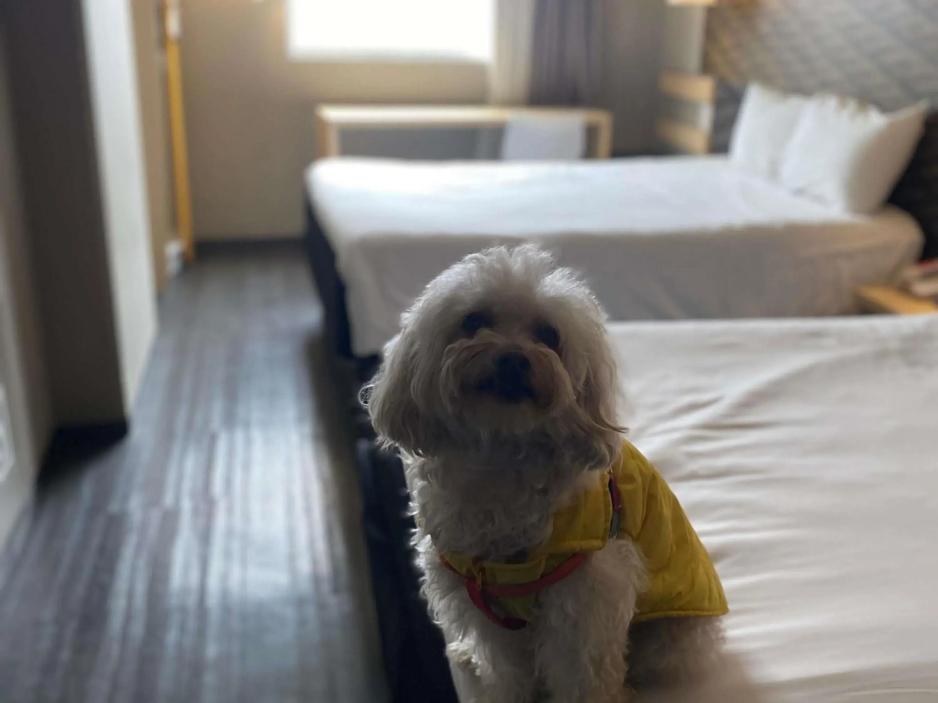 Bedroom, Bed in Ibis Mexico Tlalnepantla Bedroom, Bed in Ibis Mexico Tlalnepantla