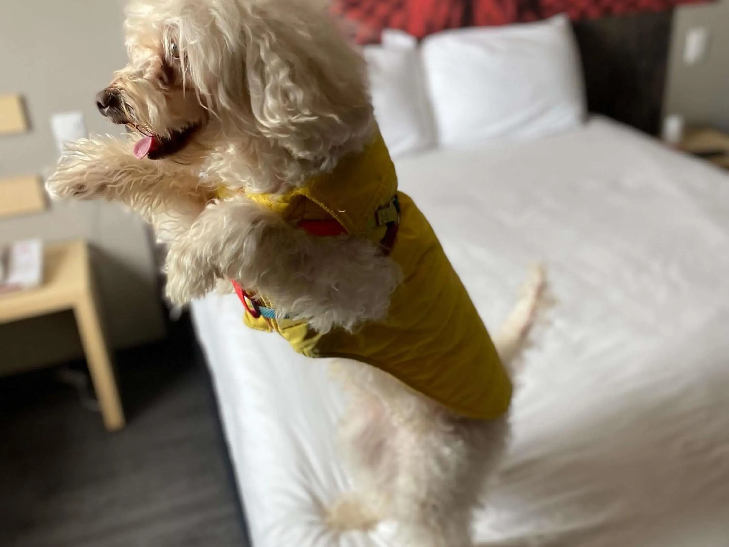 Bedroom in Ibis Mexico Tlalnepantla Bedroom in Ibis Mexico Tlalnepantla