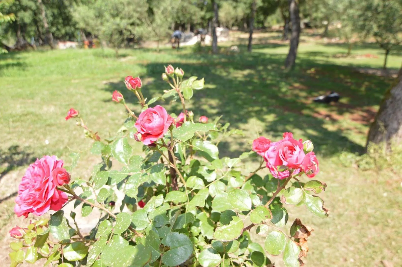 Garden in Hotel Natura Vilanija