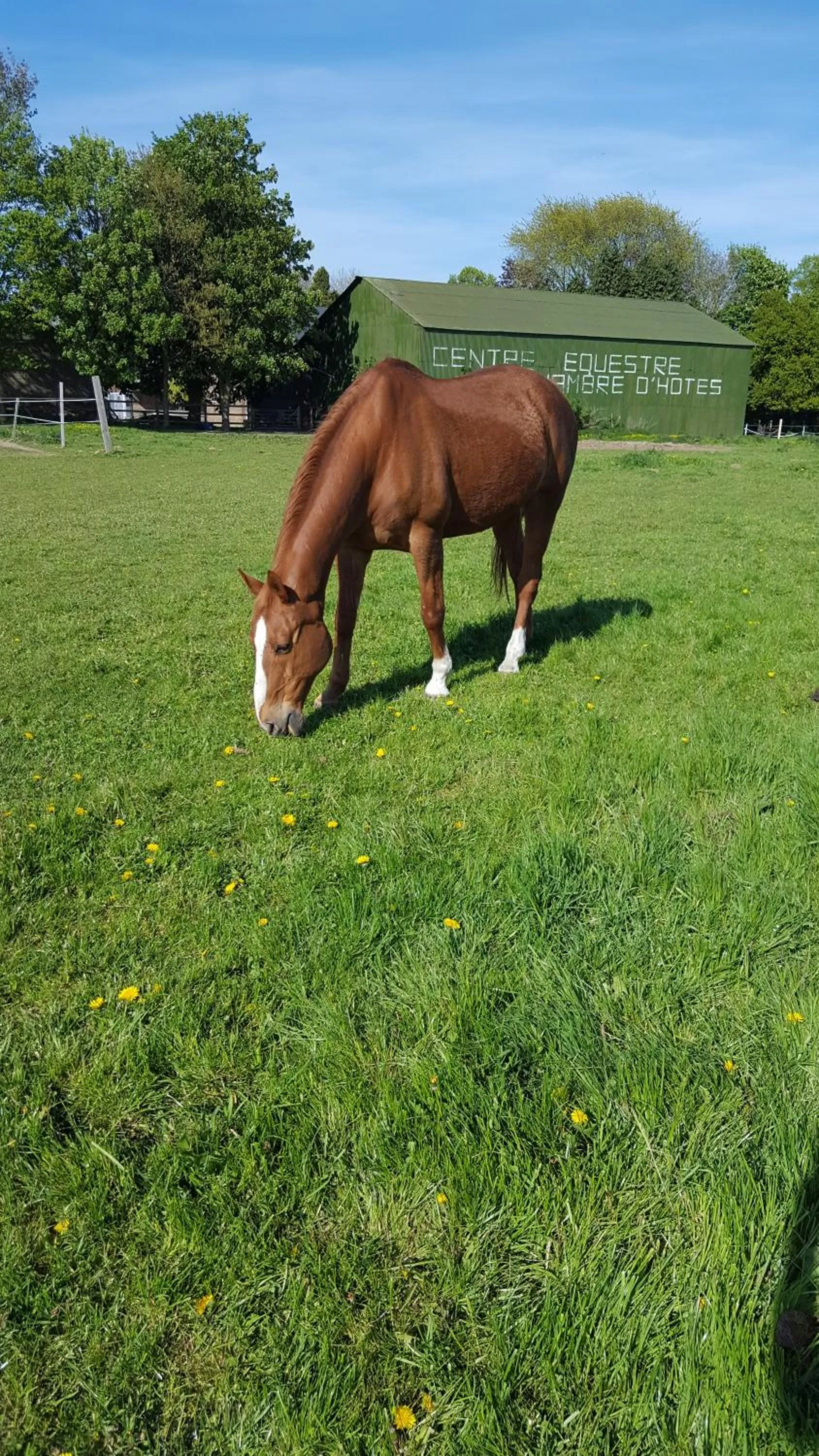 Horse-riding in Ferme de l'Abbaye
