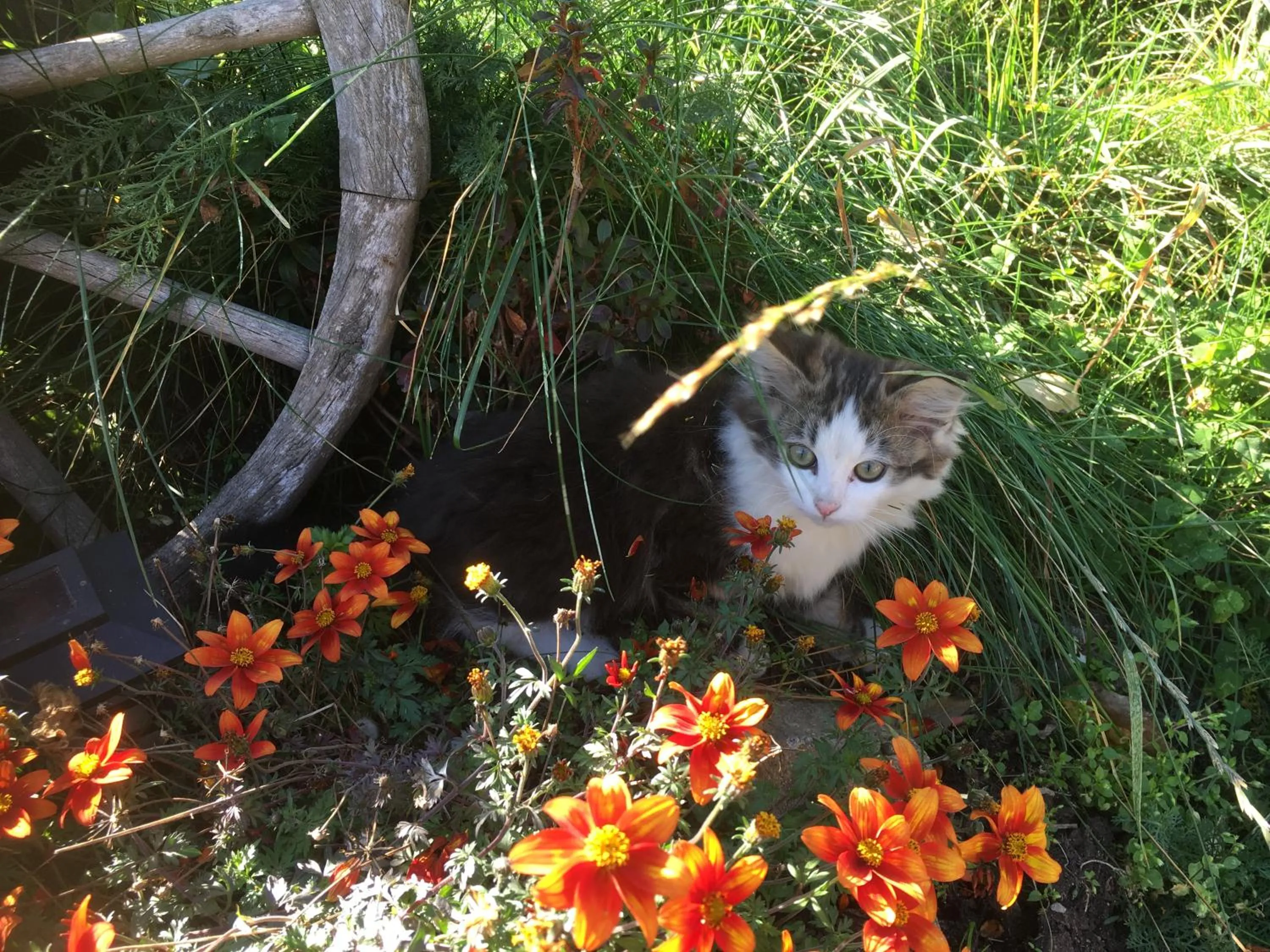 Animals in Ferienwohnung Suntinger