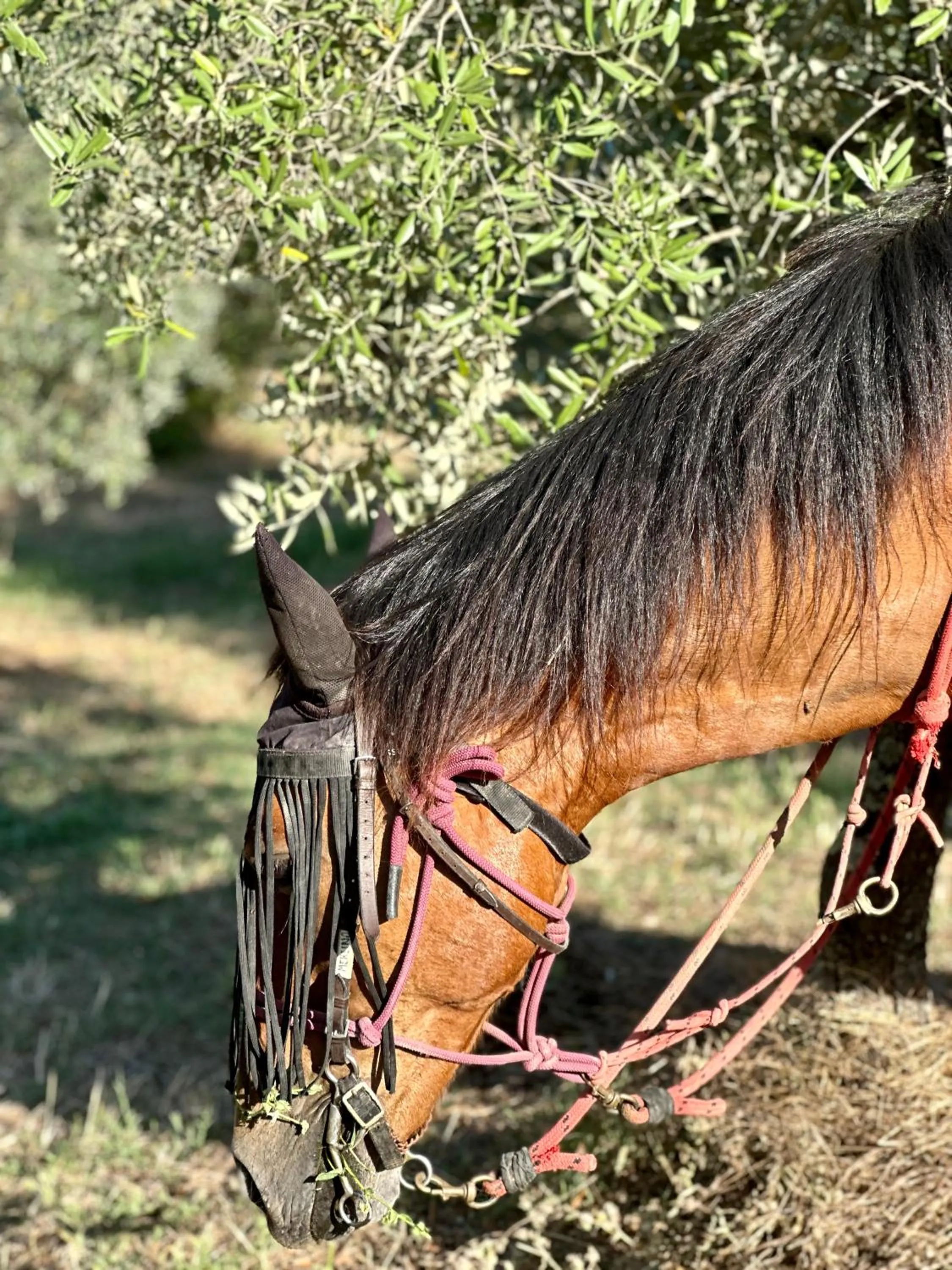 Horse-riding in Florence Winery AgriResort - Fattoria Lavacchio