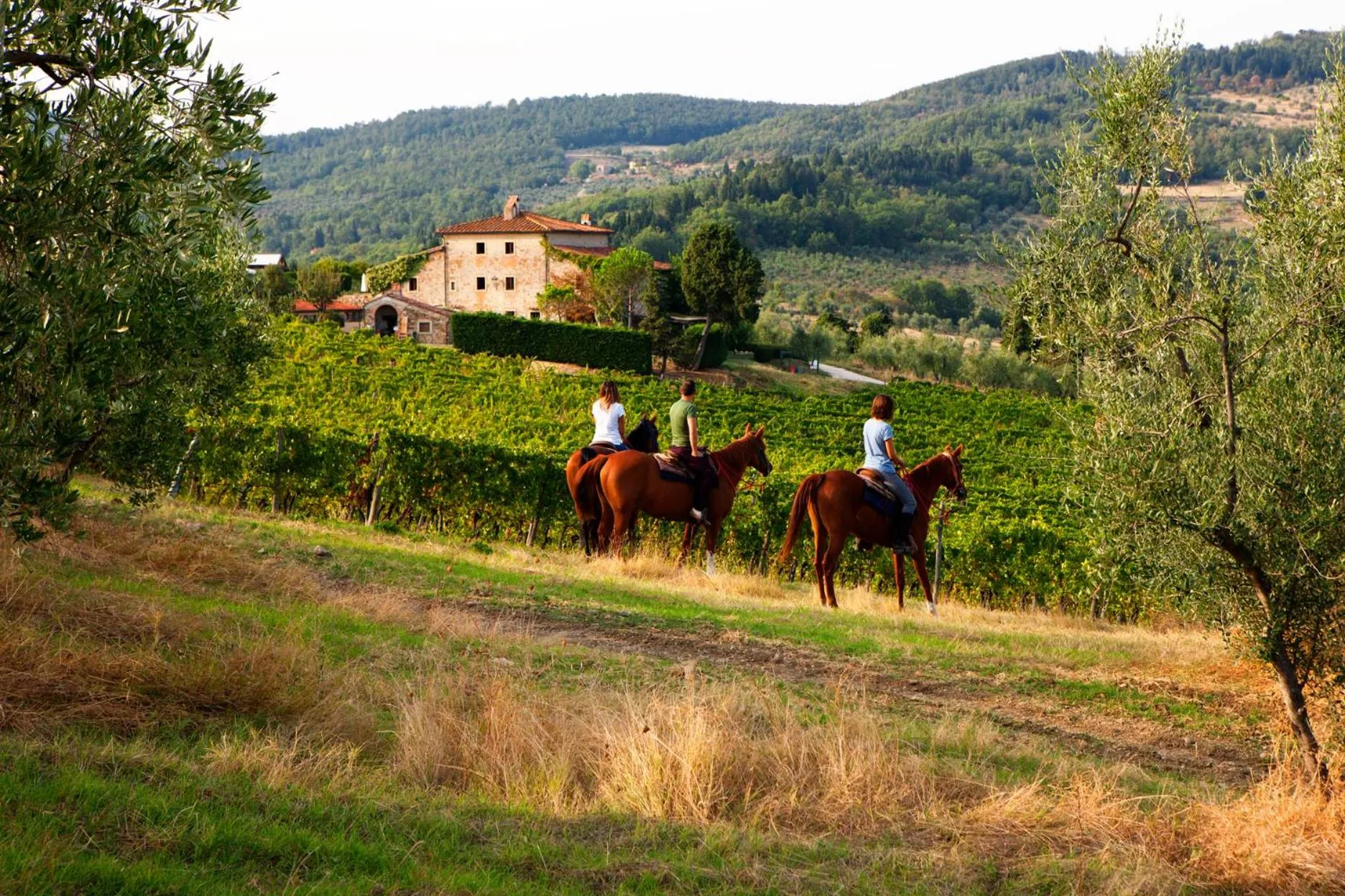 Natural landscape in Florence Winery AgriResort - Fattoria Lavacchio