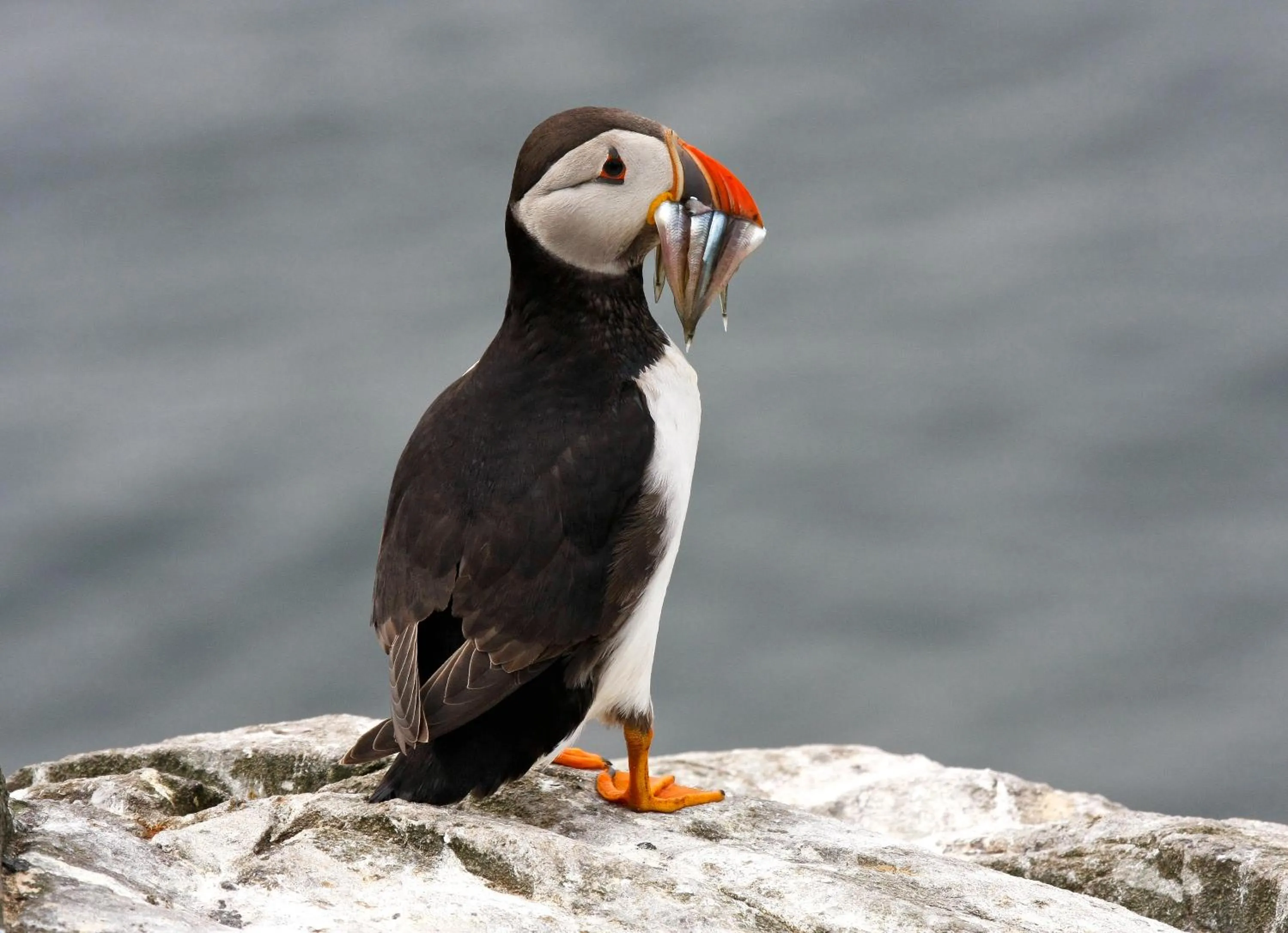 Animals in Springwood