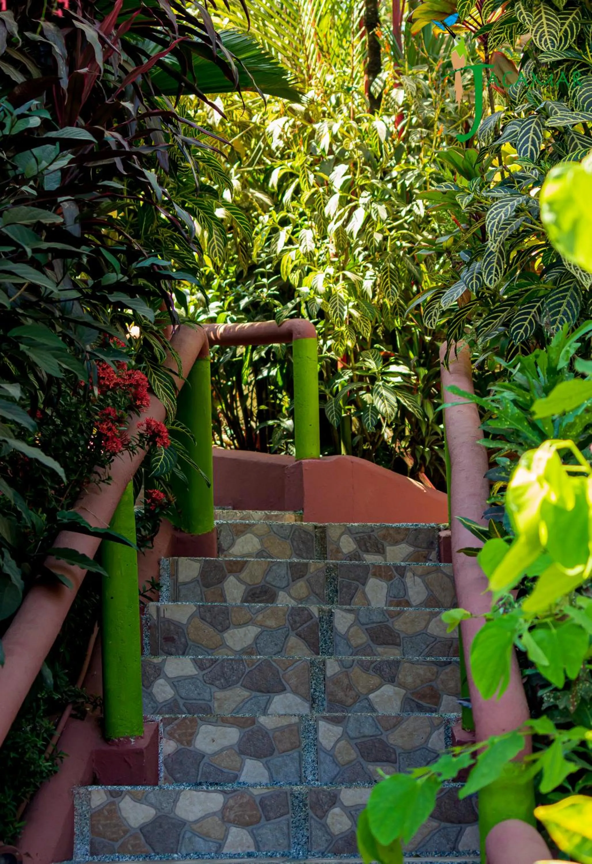 Jacamar Corcovado Drake Bay