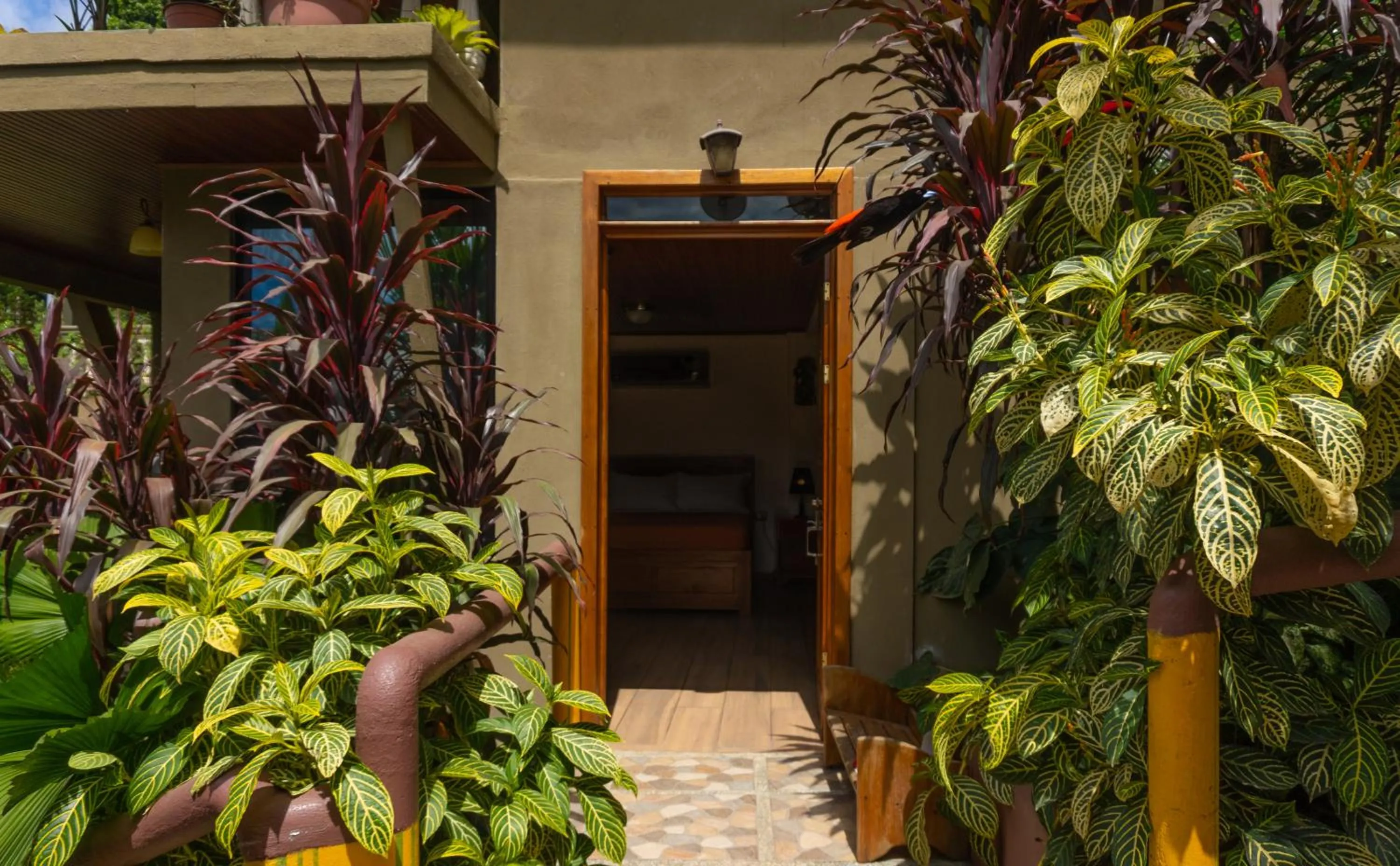 Jacamar Corcovado Drake Bay