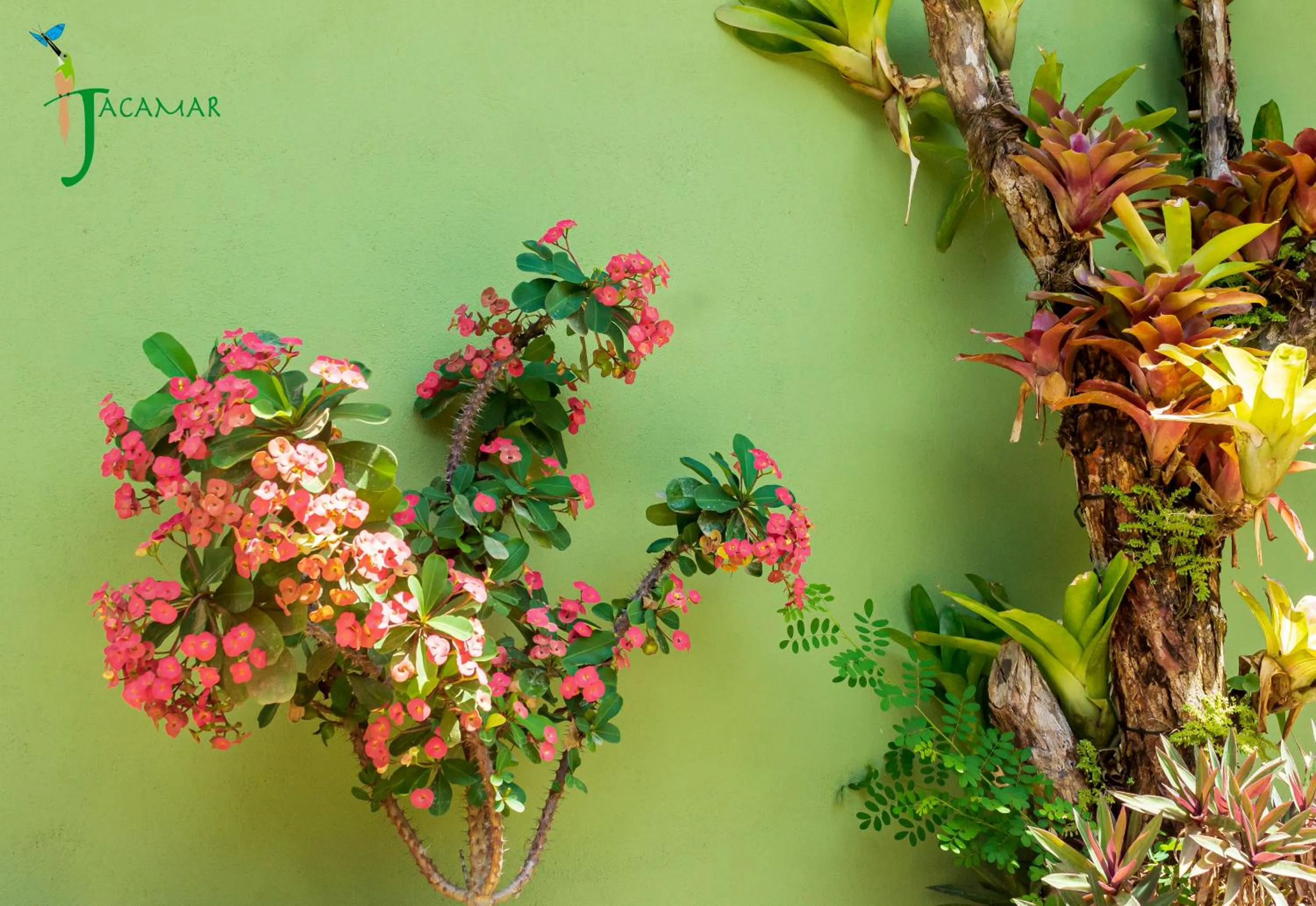 Jacamar Corcovado Drake Bay