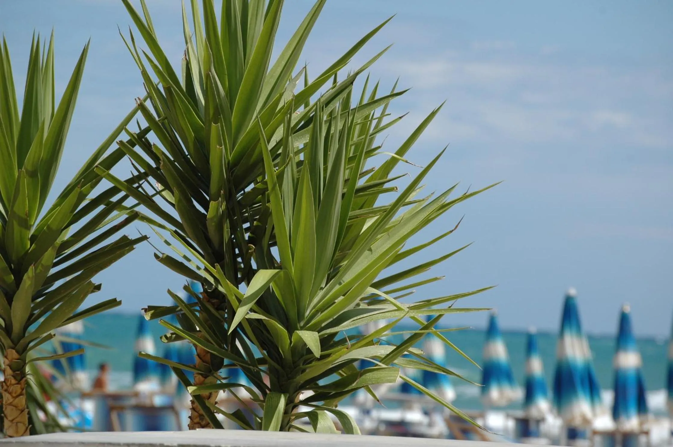 Restaurant/places to eat in Baia Degli Aranci Suite & Apartments