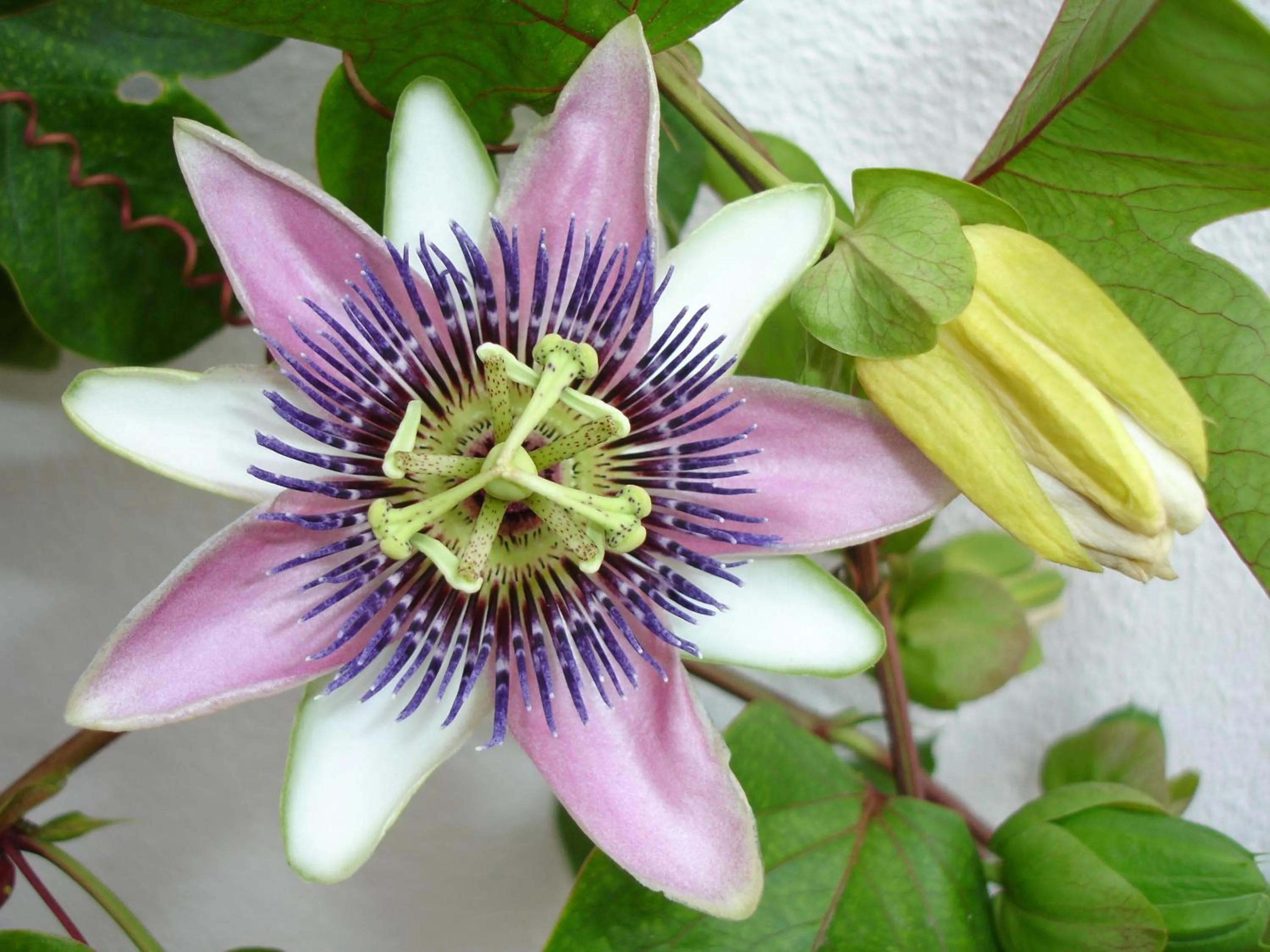 Garden in Baia Degli Aranci Suite & Apartments
