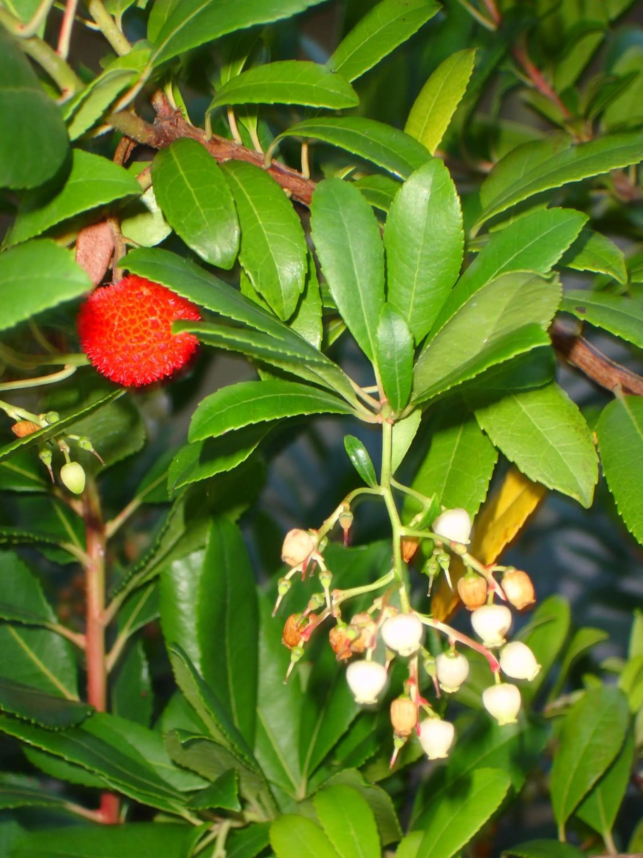 Other in Baia Degli Aranci Suite & Apartments