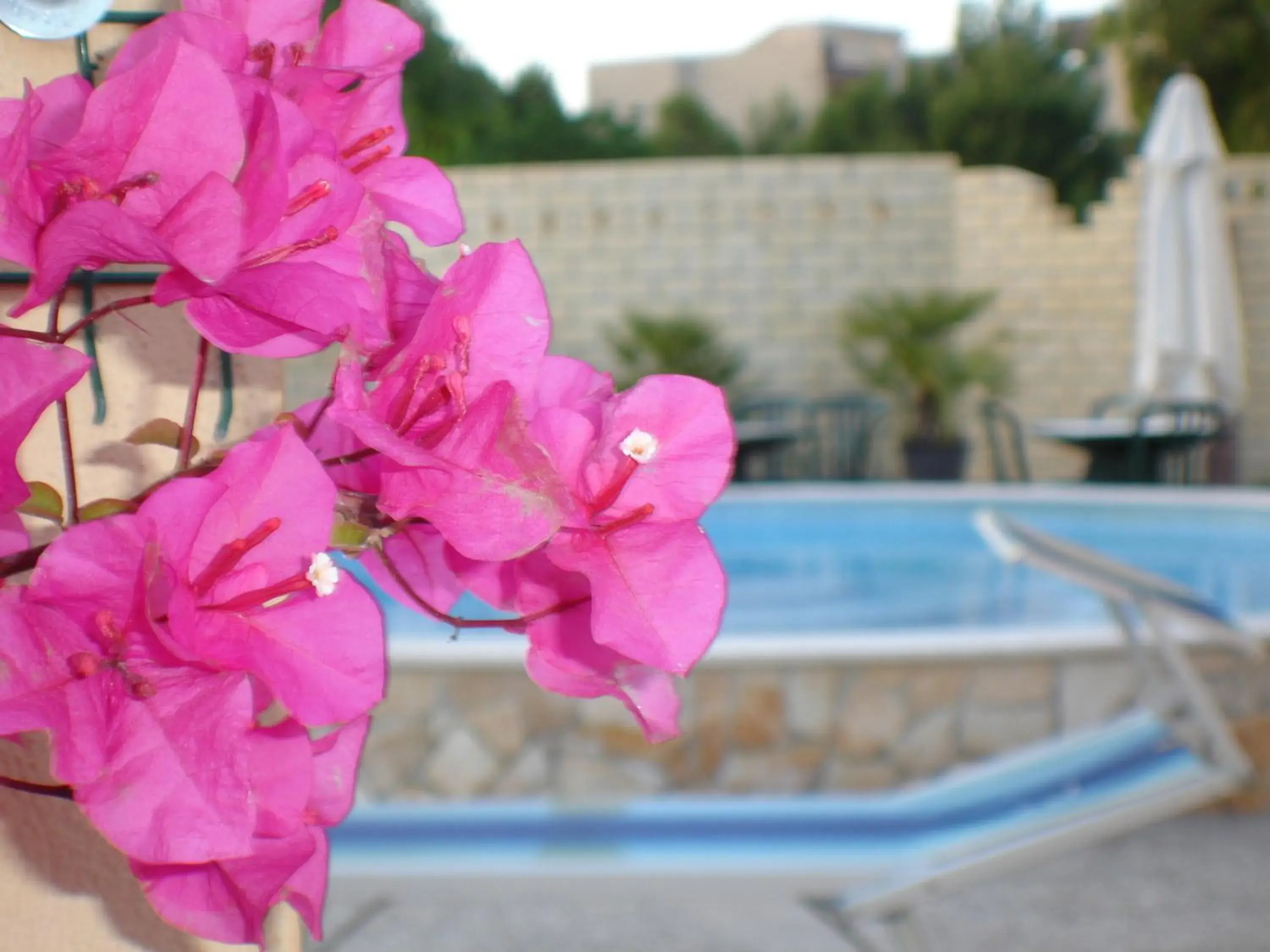 Swimming pool in Baia Degli Aranci Suite & Apartments Swimming pool in Baia Degli Aranci Suite & Apartments