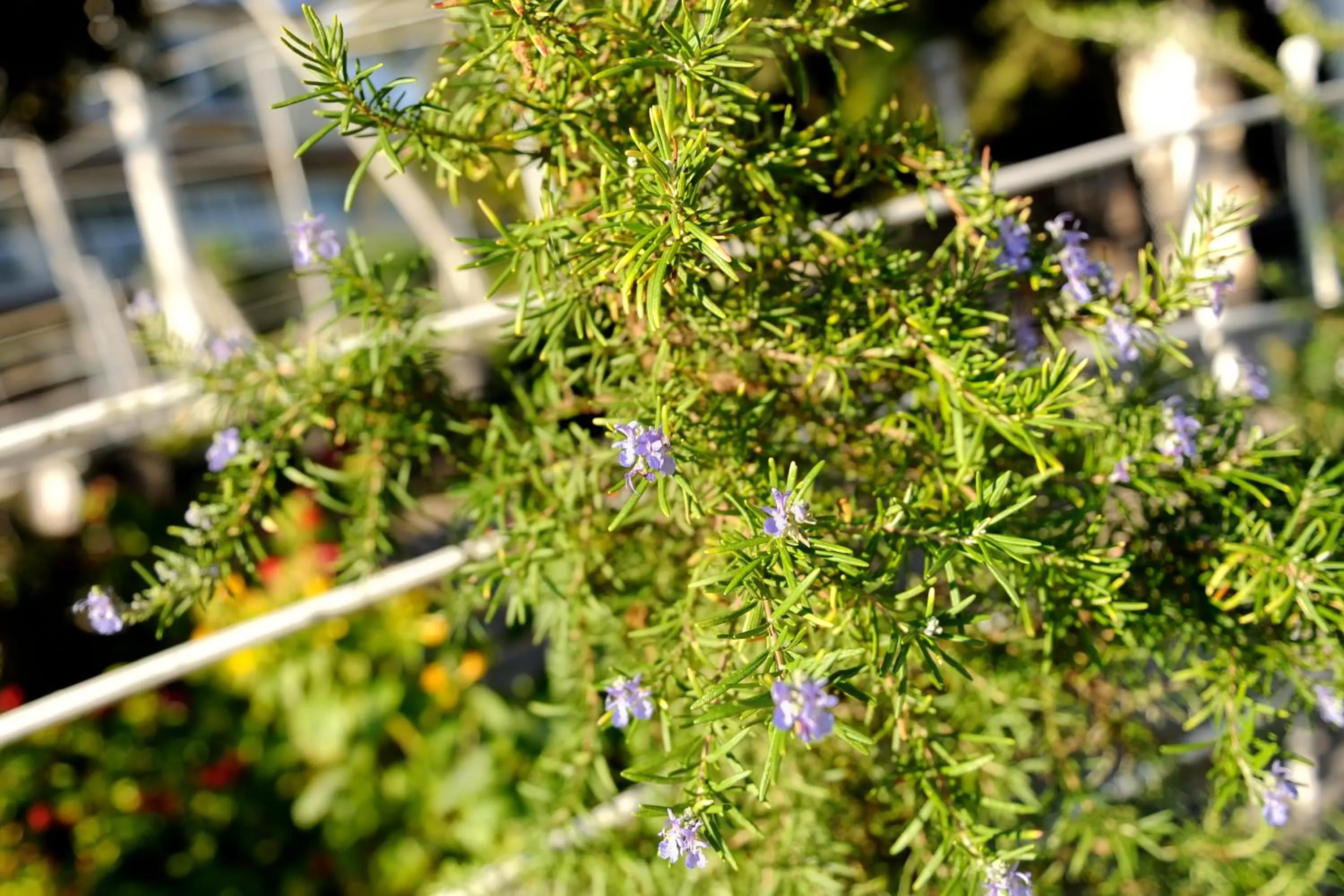 Decorative detail in Baia Degli Aranci Suite & Apartments
