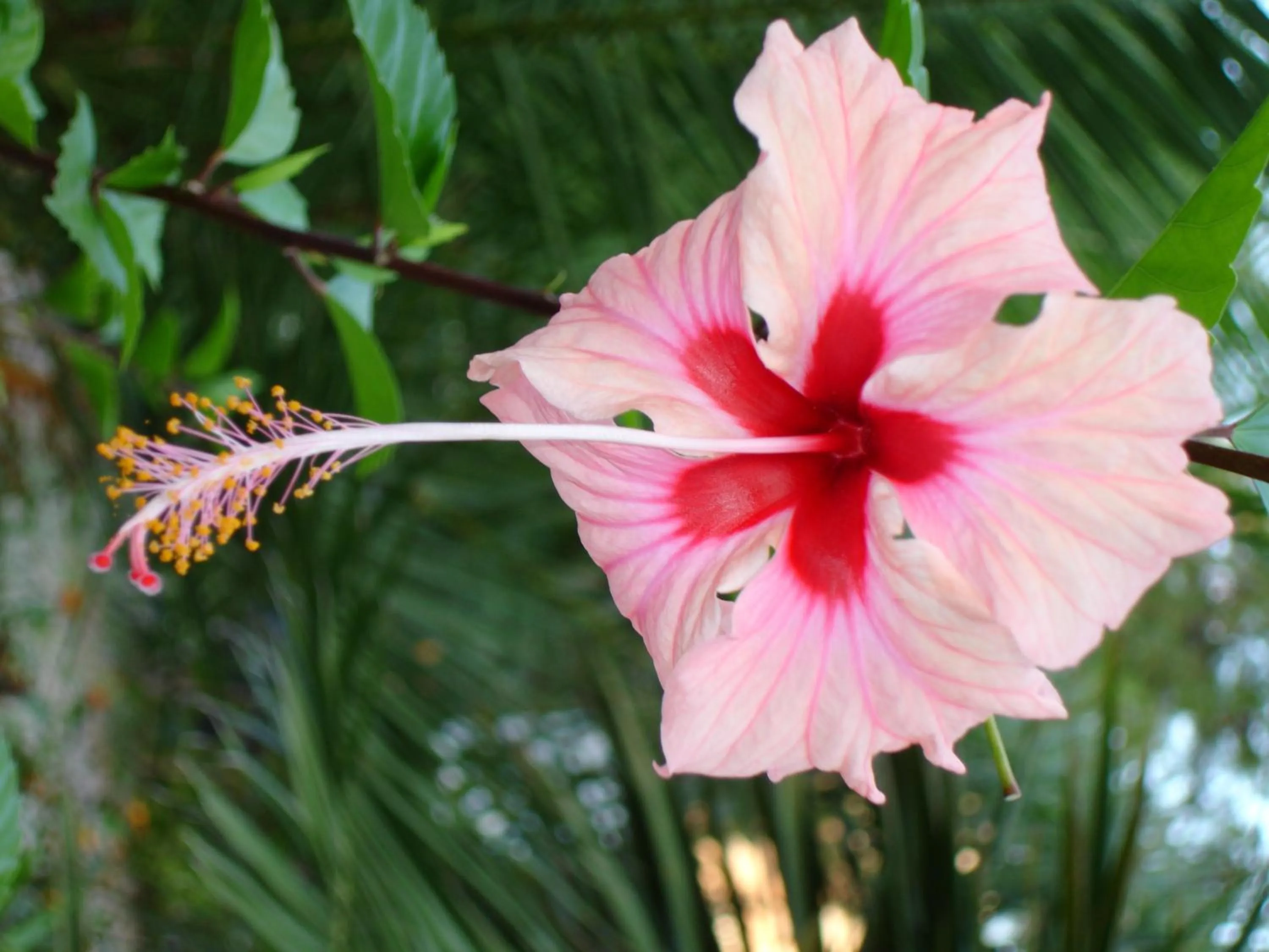 Other in Baia Degli Aranci Suite & Apartments