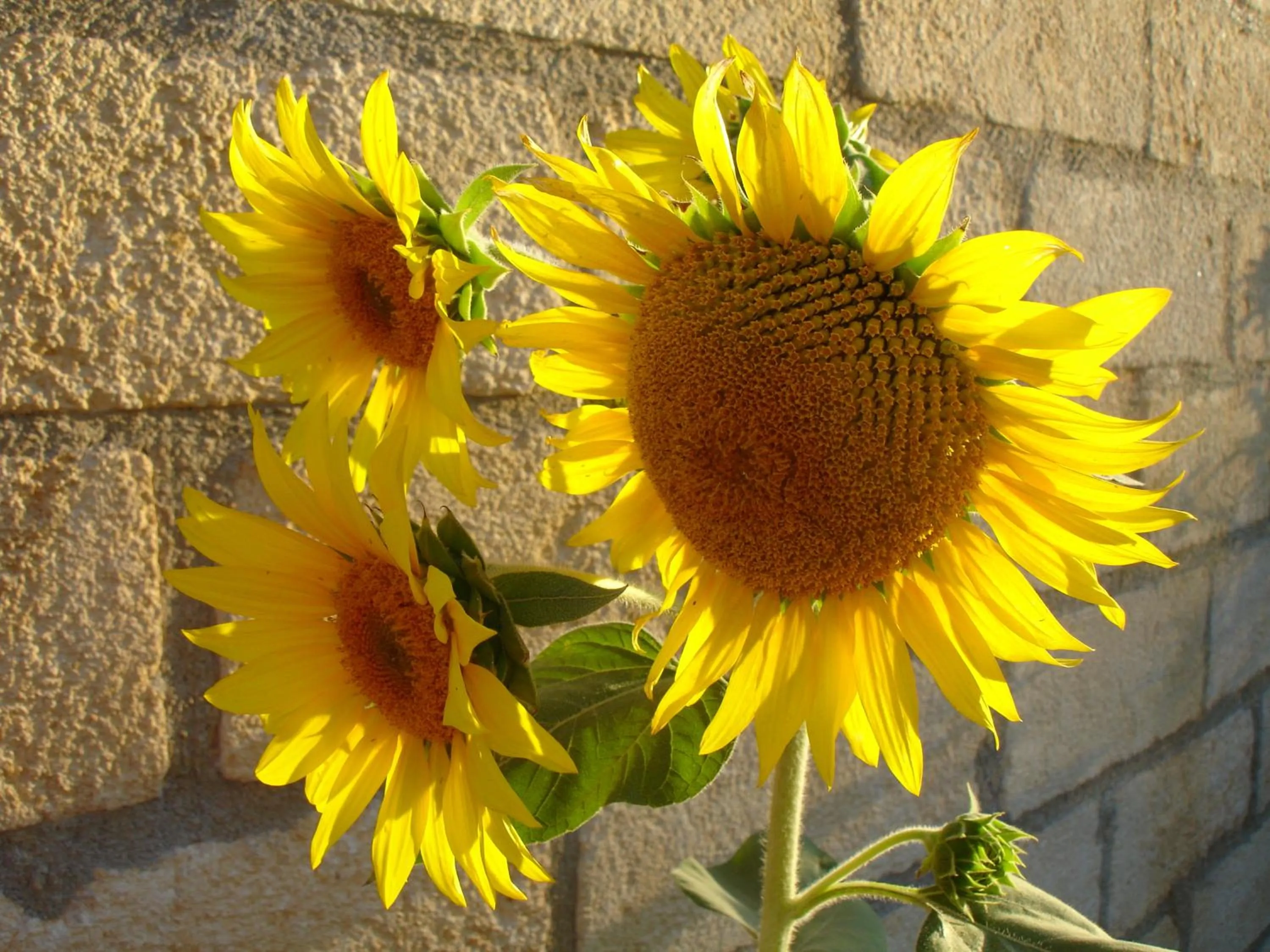 Garden in Baia Degli Aranci Suite & Apartments