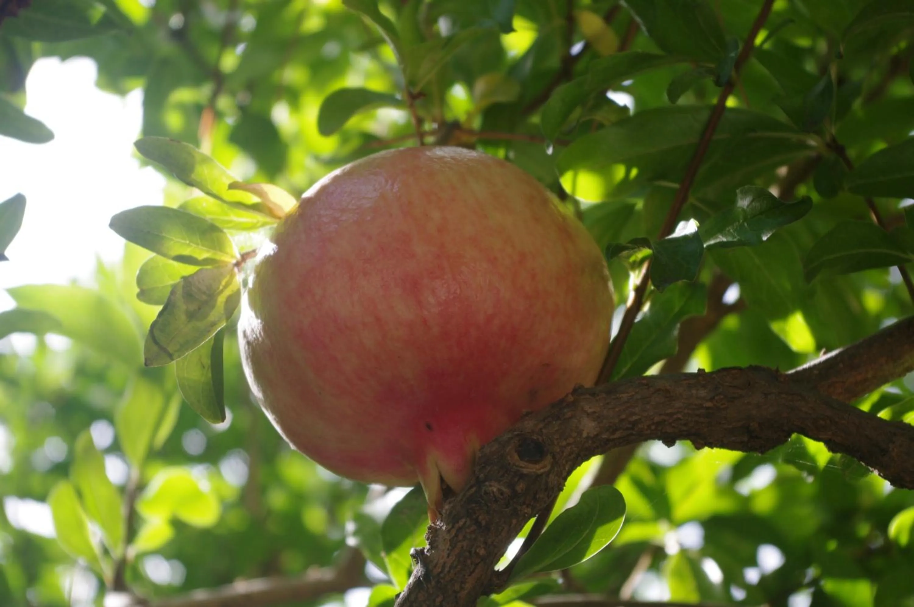 Other in Baia Degli Aranci Suite & Apartments