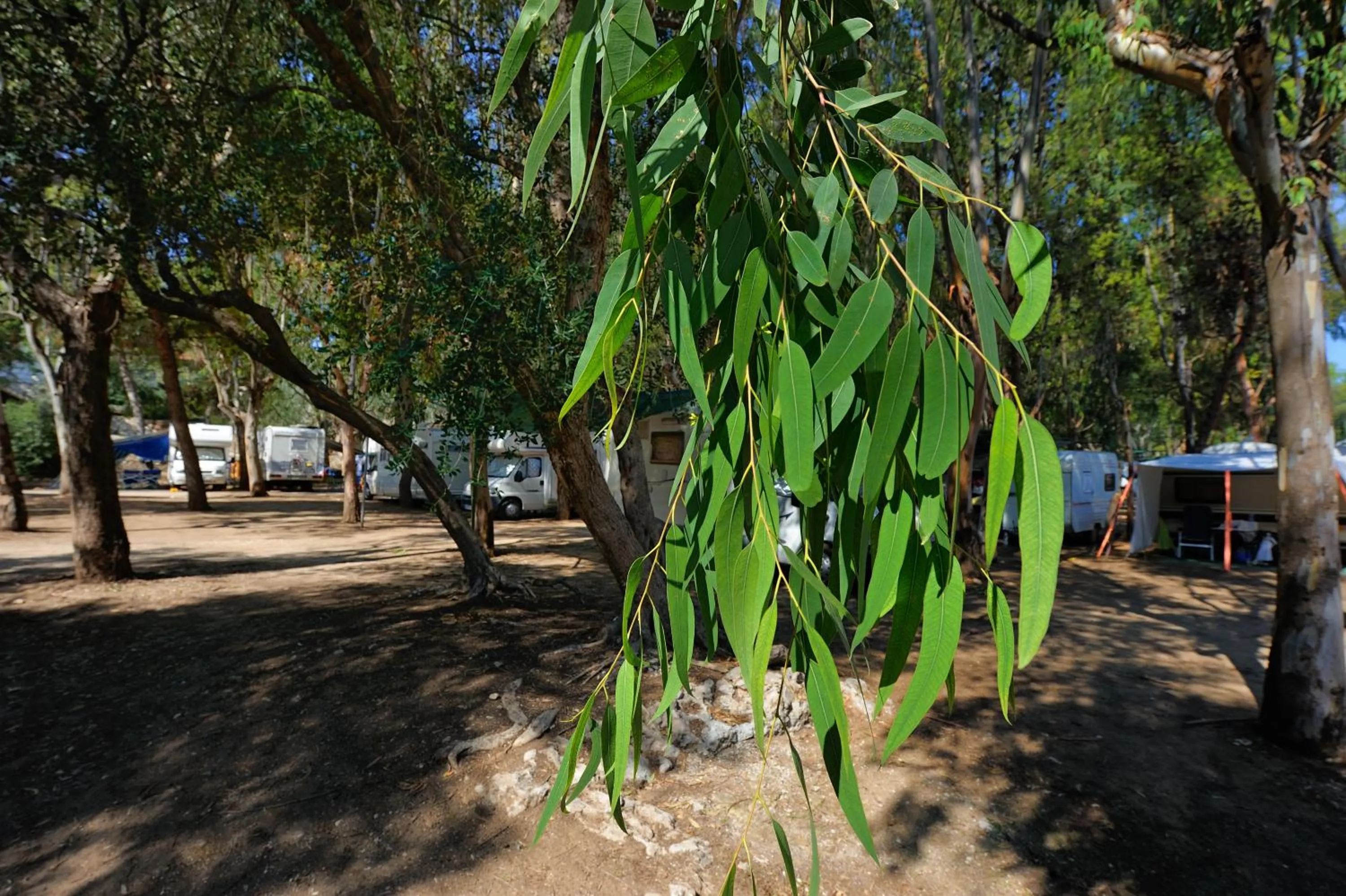 Garden in Baia Degli Aranci Suite & Apartments