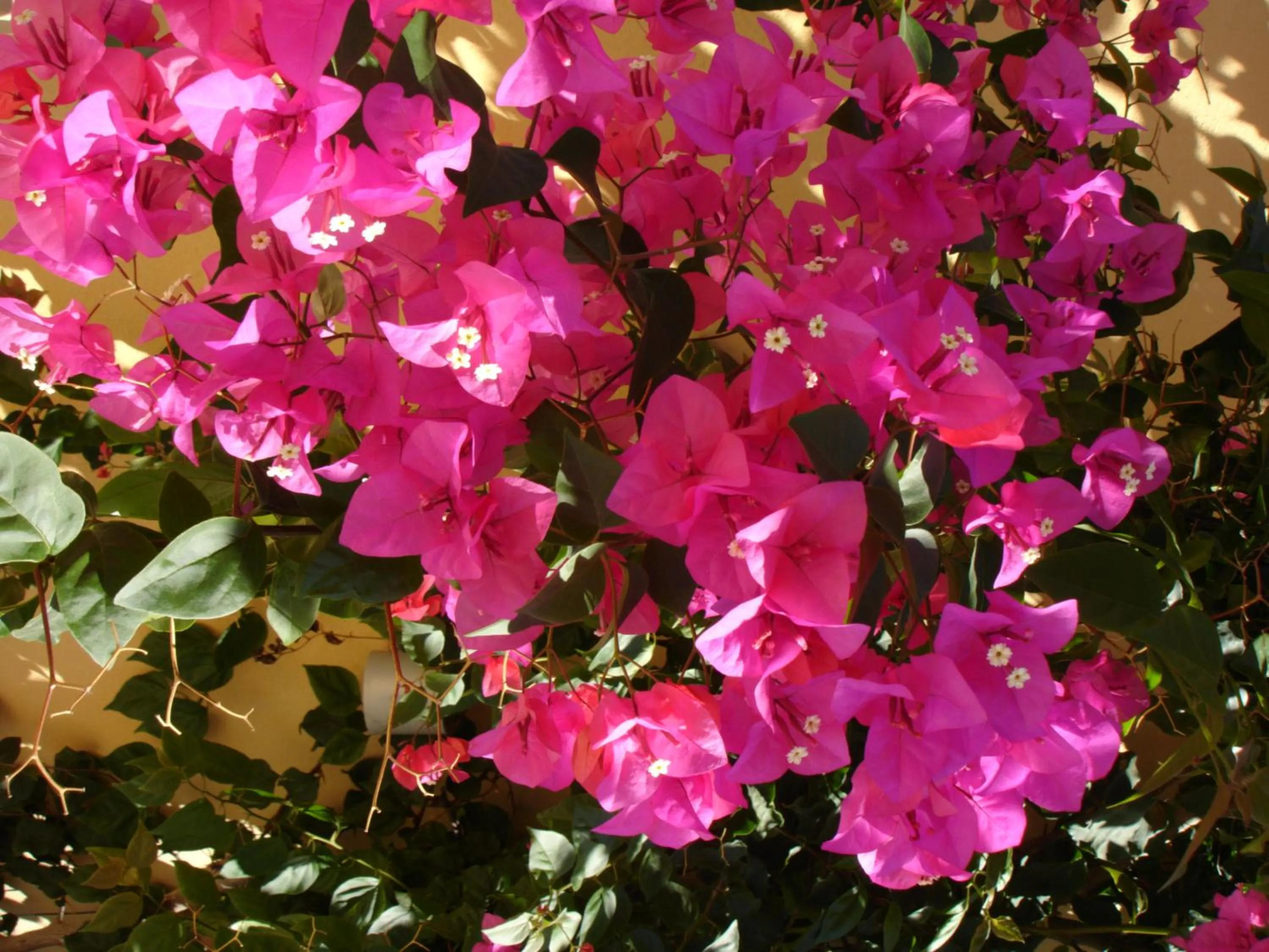 Property building in Baia Degli Aranci Suite & Apartments