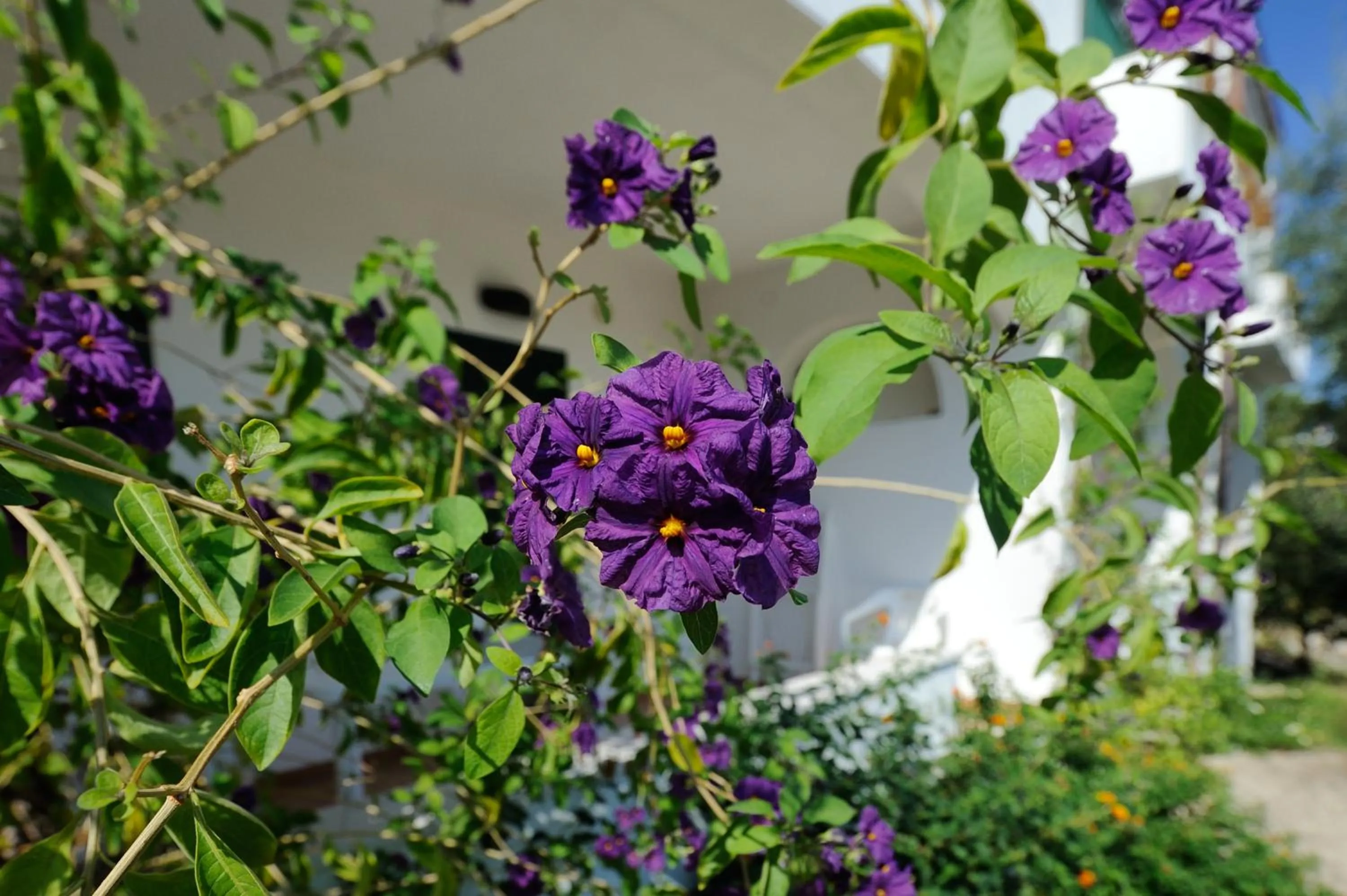 Garden in Baia Degli Aranci Suite & Apartments