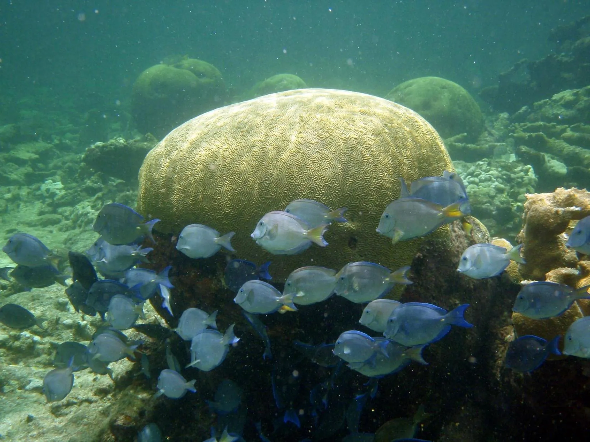 Off site in Mayan Beach Garden