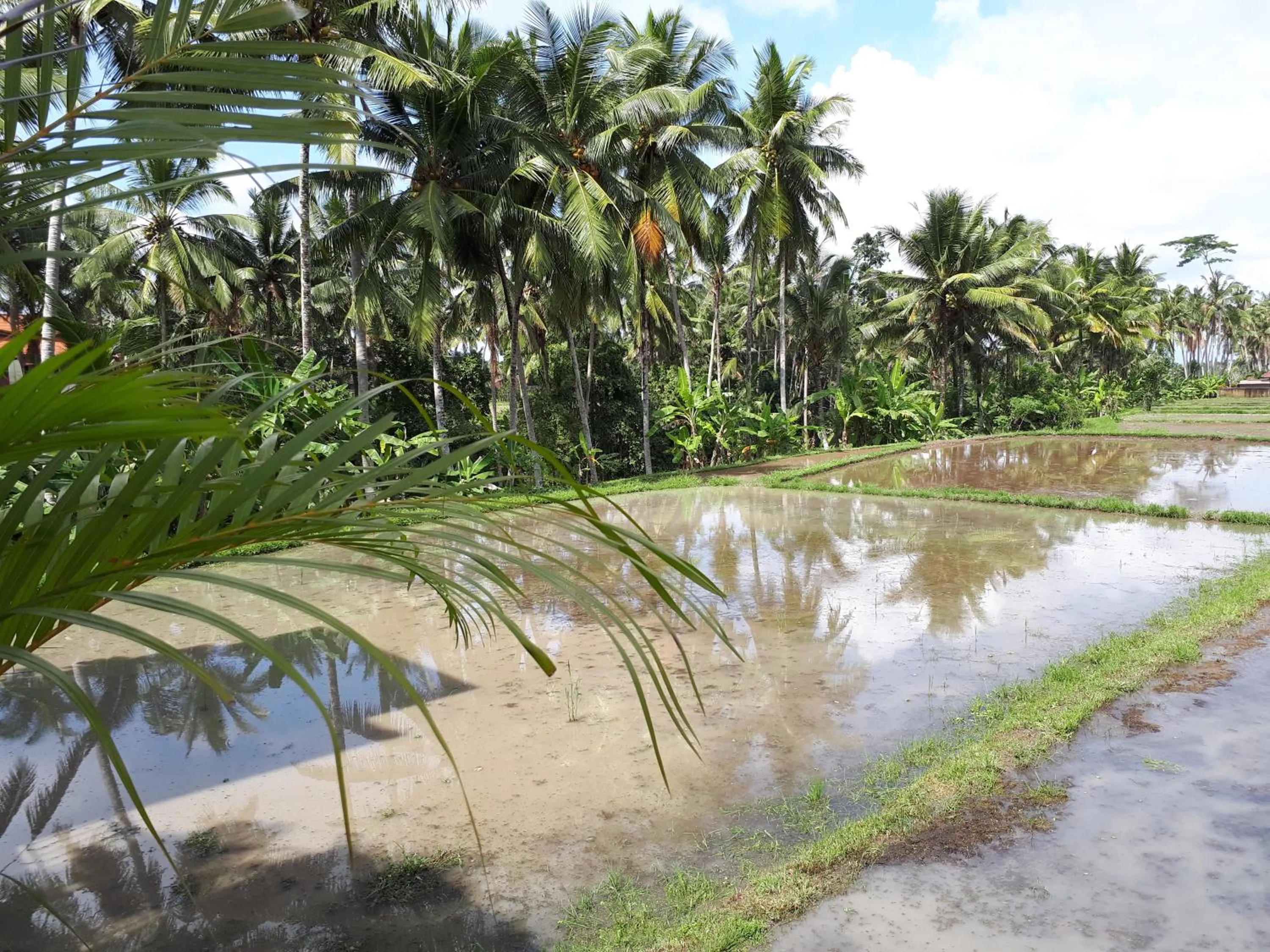 Garden view in Villa Kirani Ubud by Mahaputra-CHSE Certified