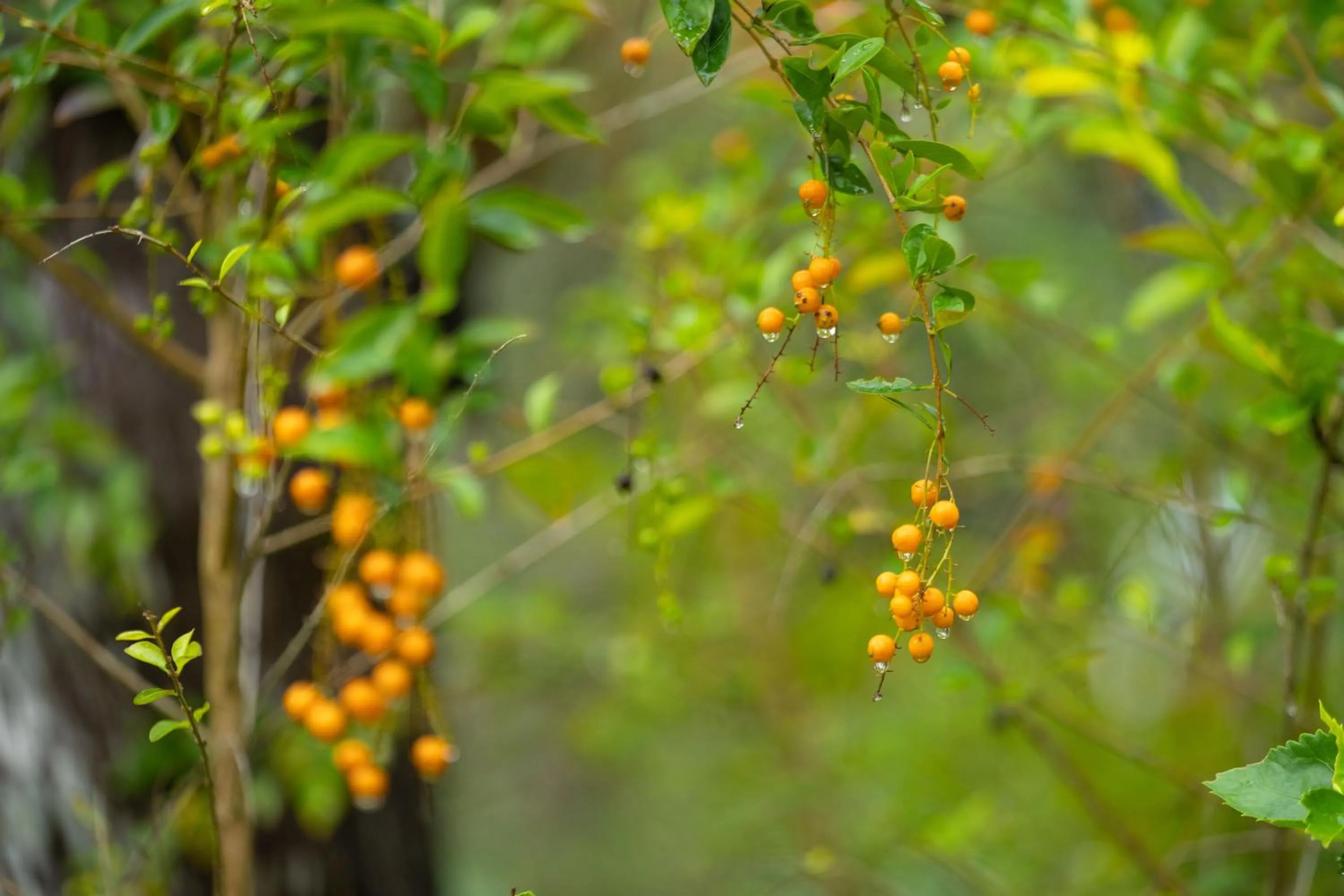 Garden view in Mafiya Resort