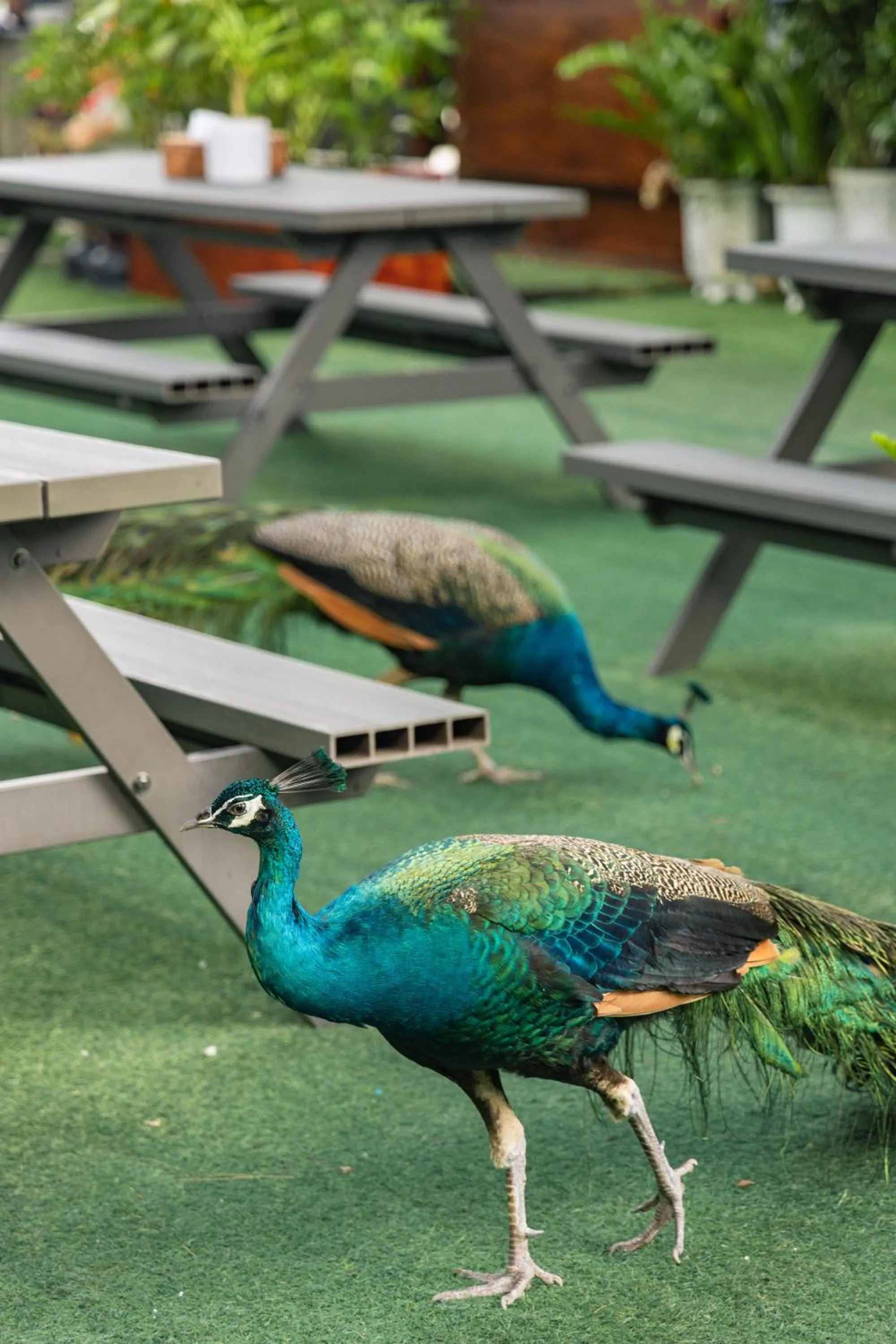 Animals in Mafiya Resort