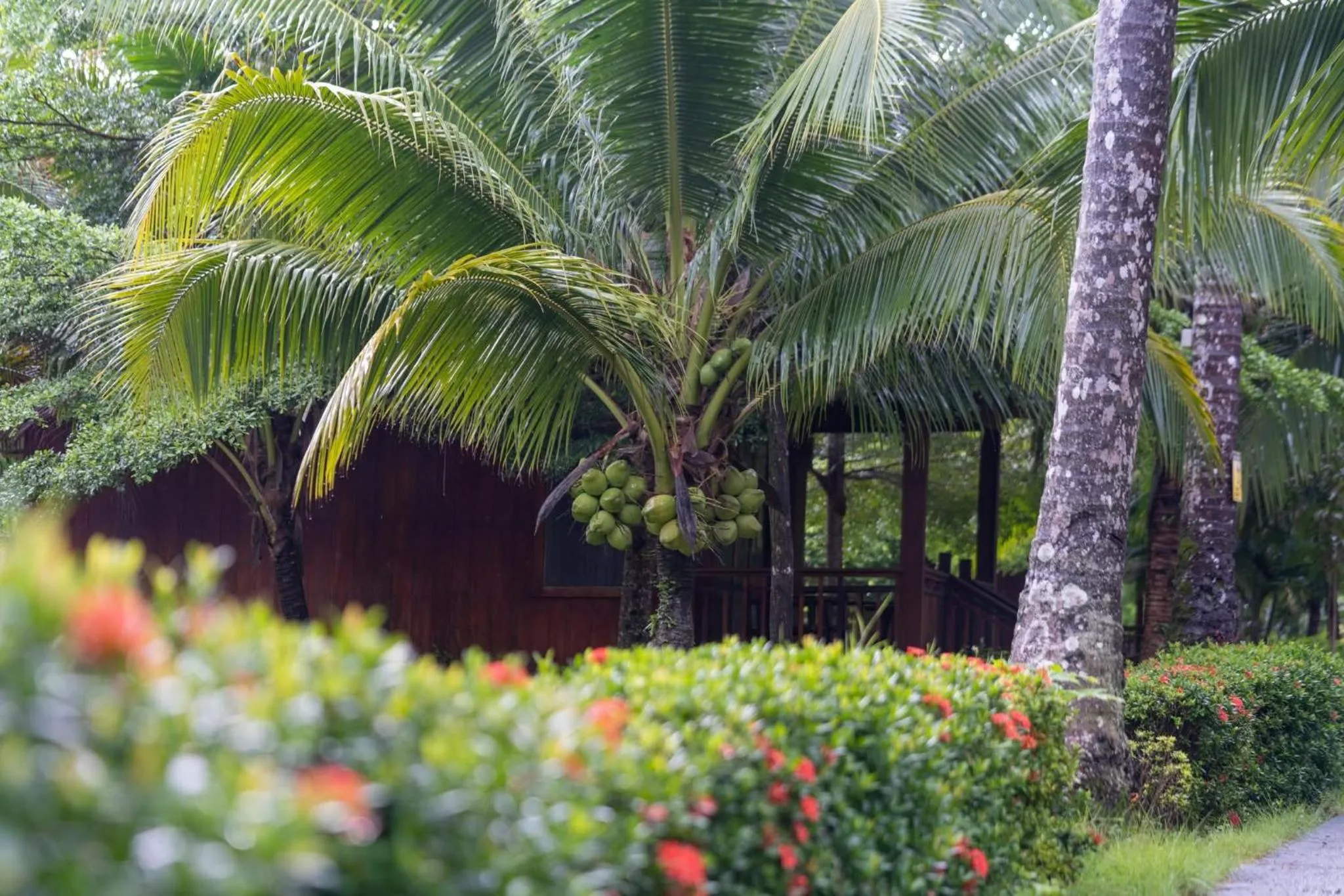 Garden in Mafiya Resort