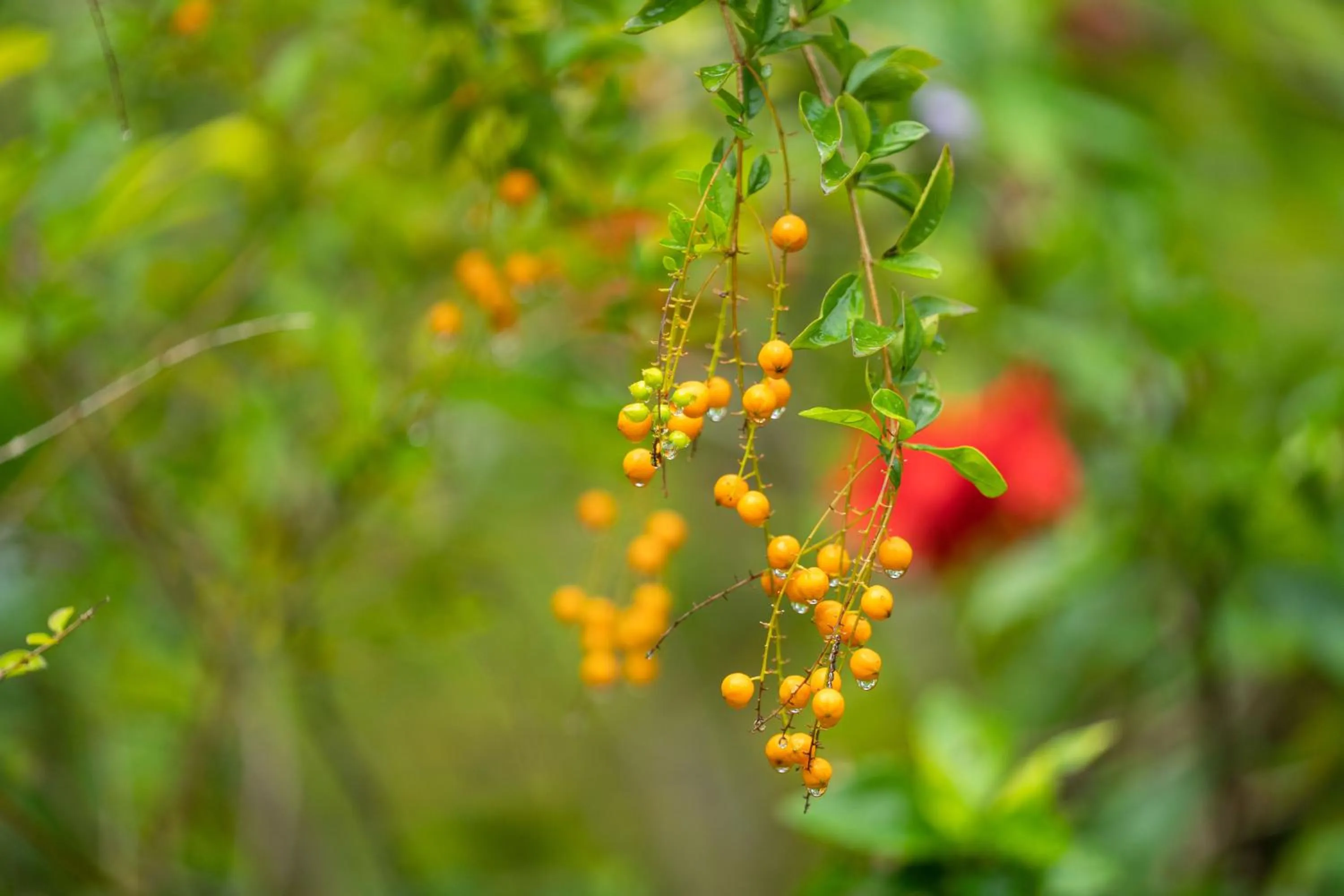 Garden in Mafiya Resort