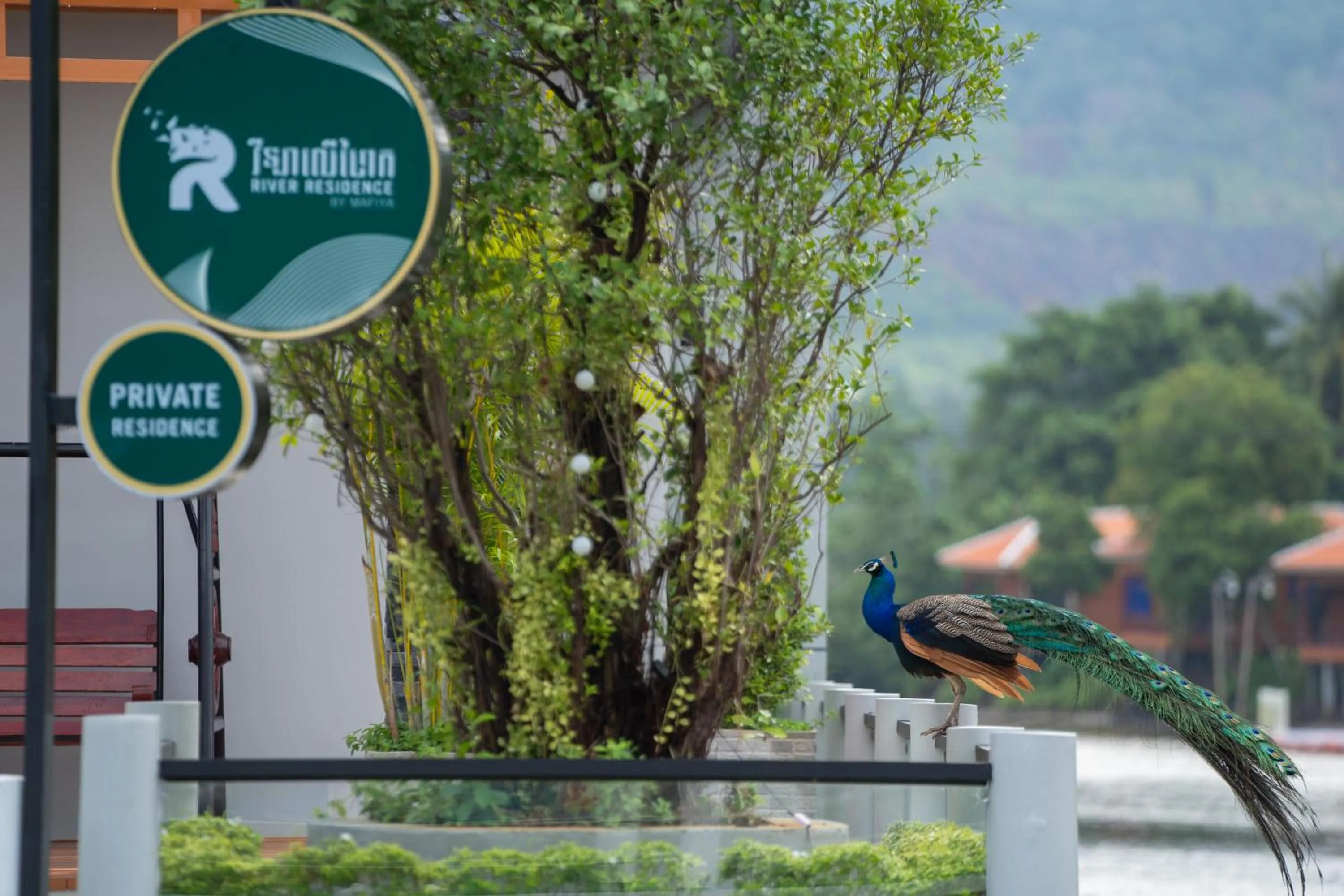 View (from property/room) in Mafiya Resort