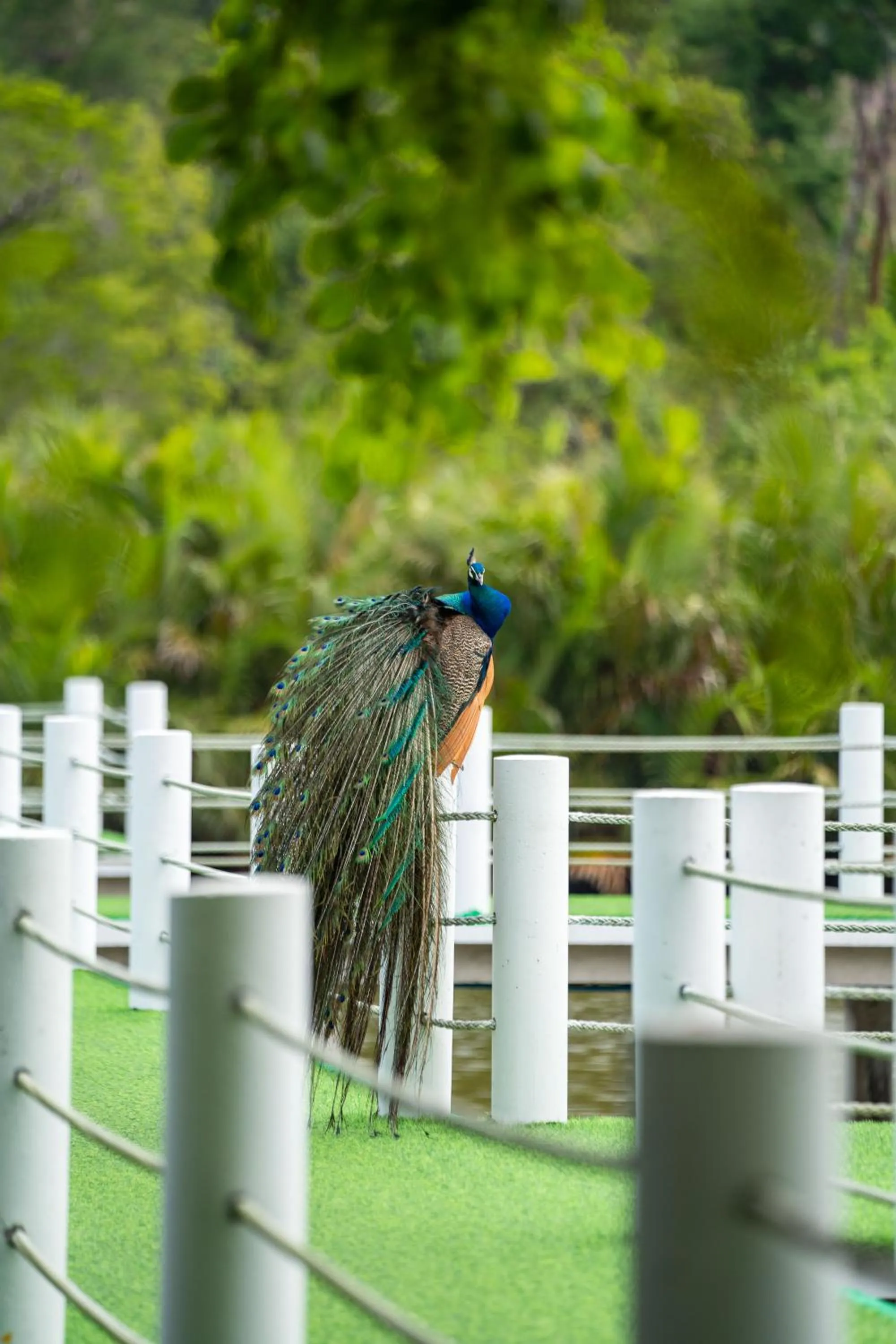 Pets in Mafiya Resort