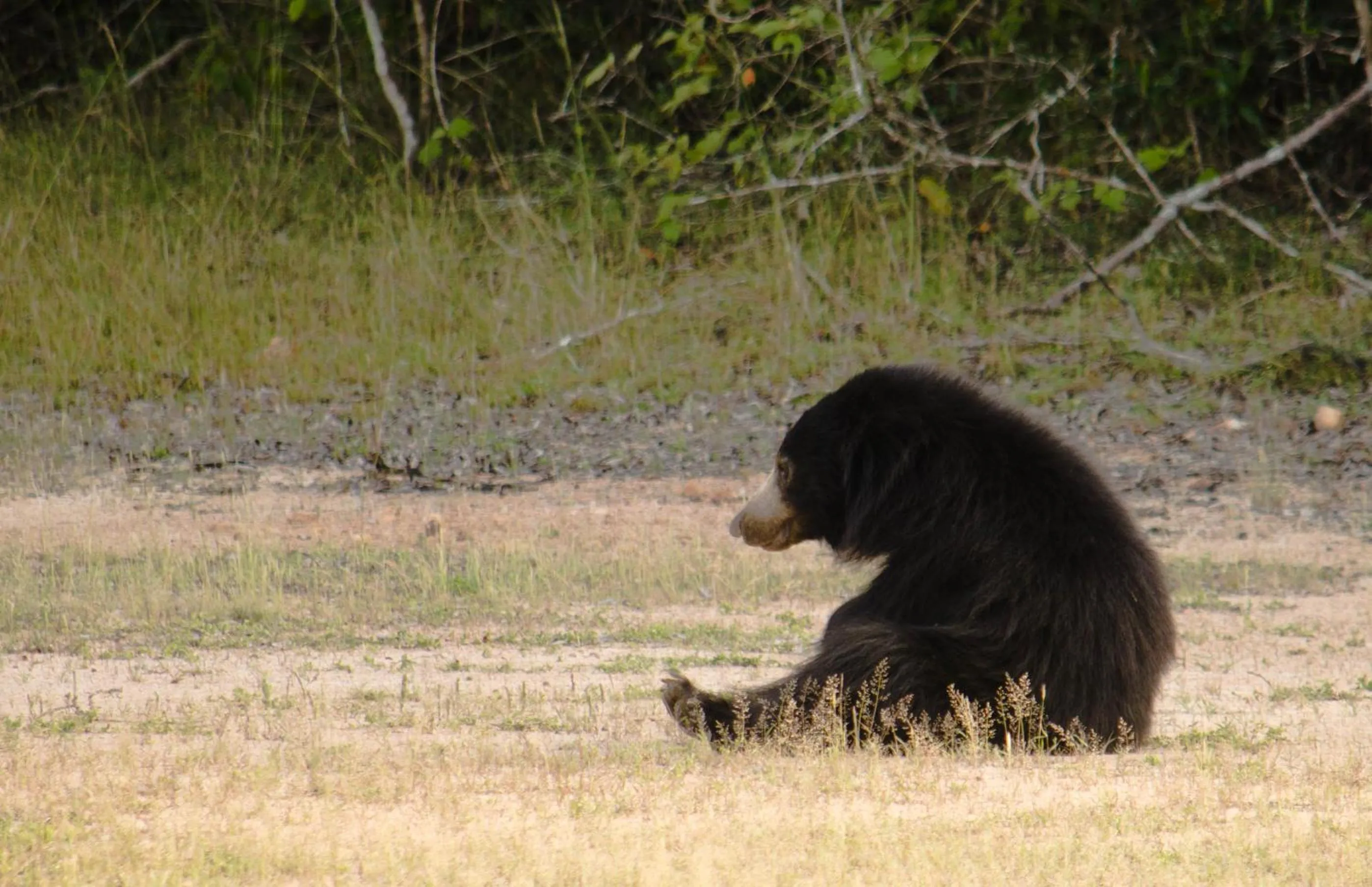 Animals in Mahoora Wilpattu - by Eco Team