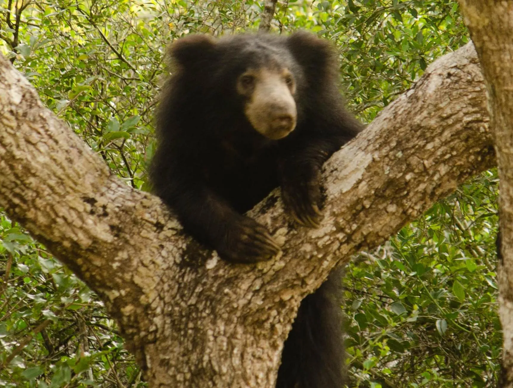 Animals in Mahoora Wilpattu - by Eco Team