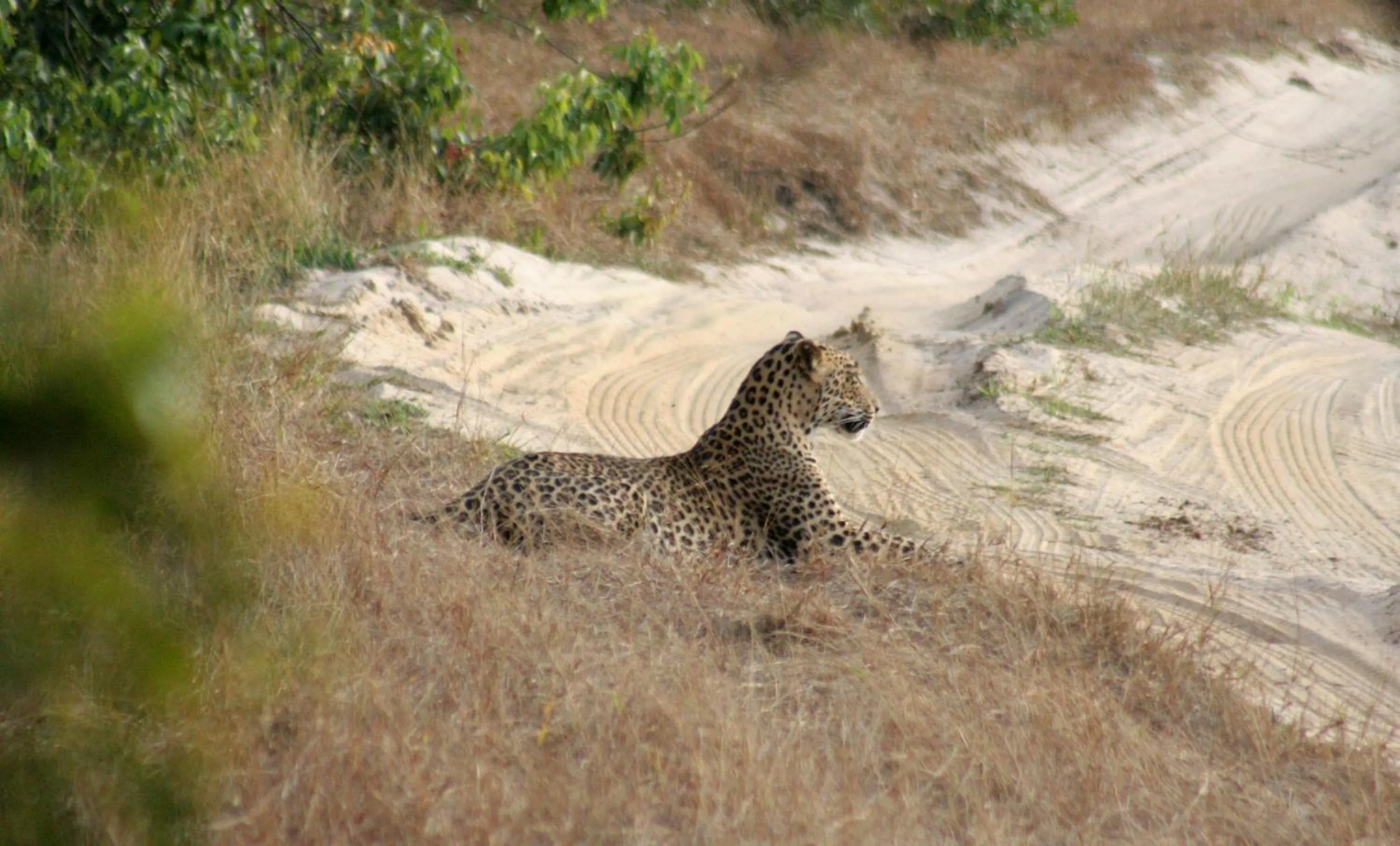 Animals in Mahoora Wilpattu - by Eco Team