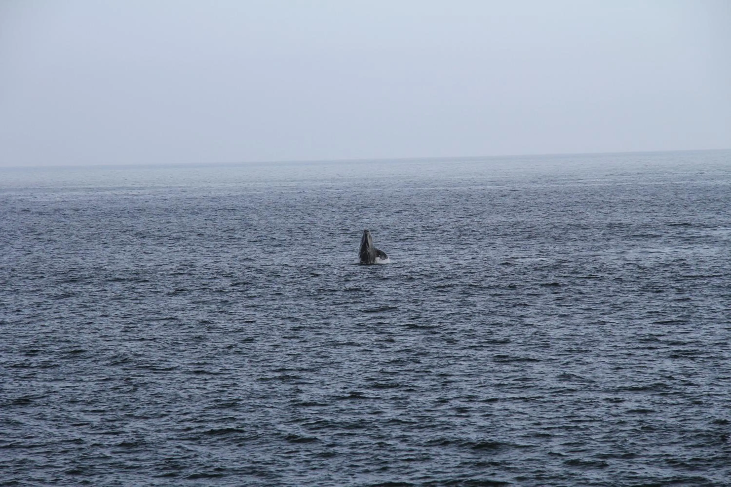 View (from property/room) in Bamboo Guest House