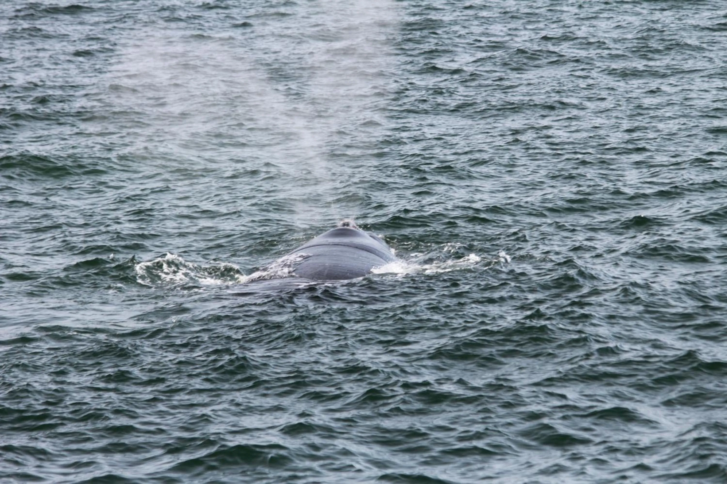 View (from property/room) in Bamboo Guest House