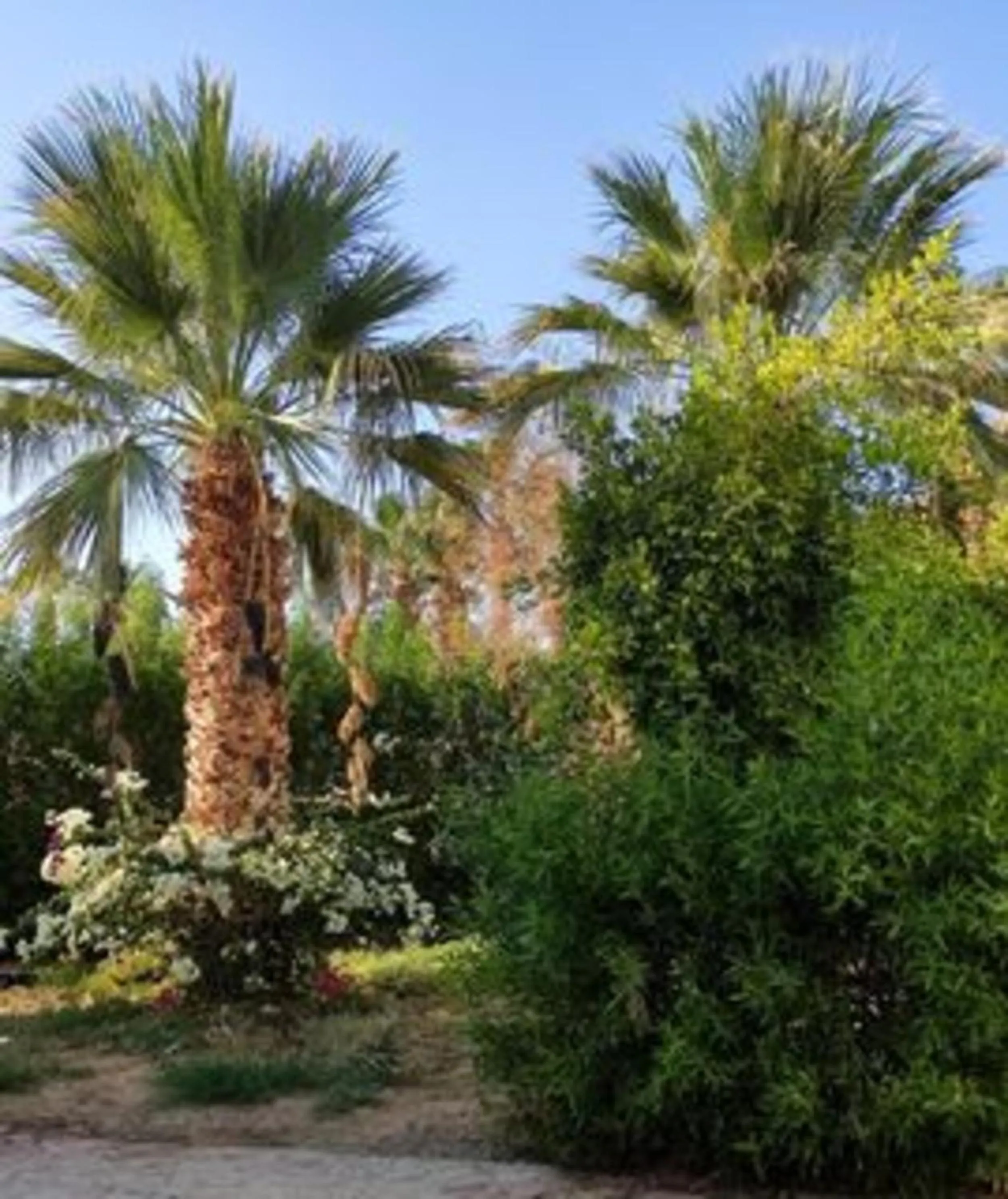 Natural landscape in Mirage Bay Resort & Aqua Park