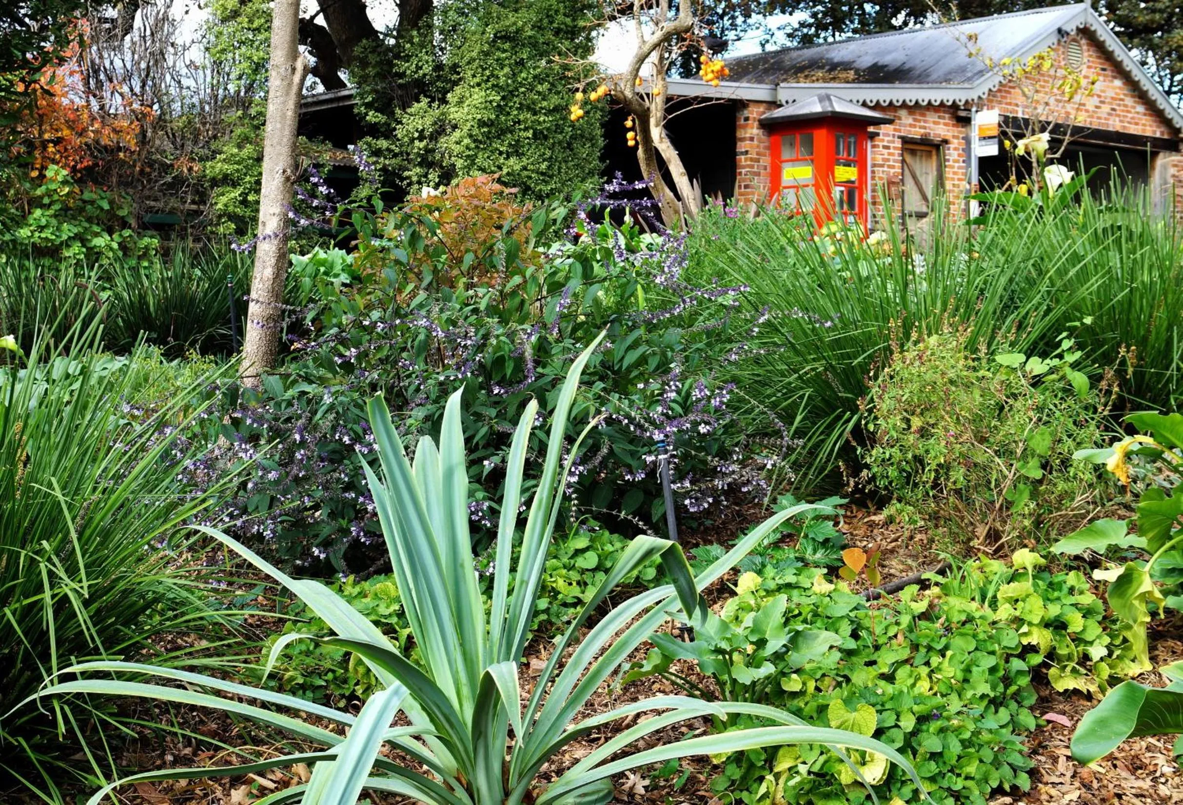 Garden view in The Oaks Lilydale Accommodation