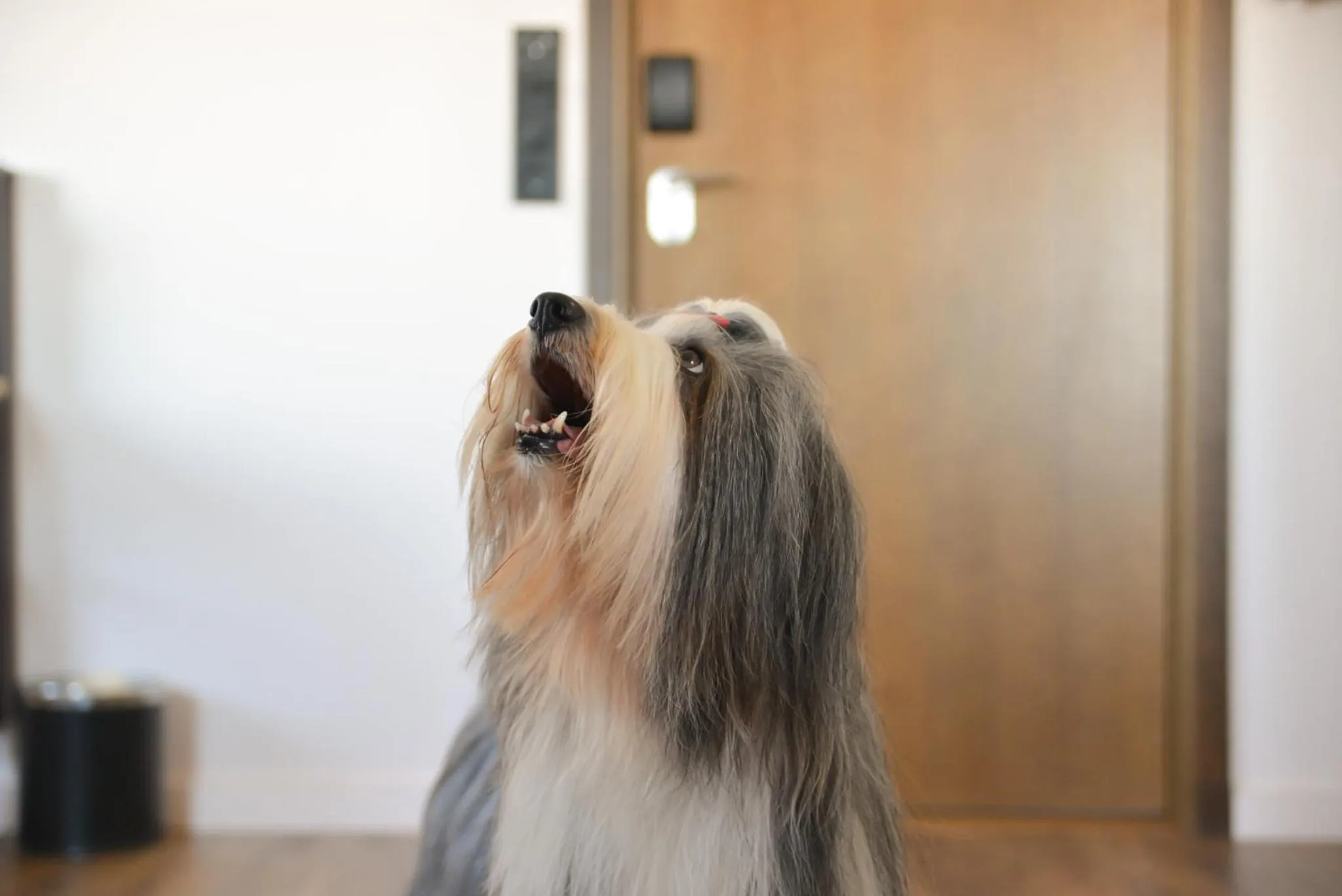 Pets in Quality Hotel The Mill