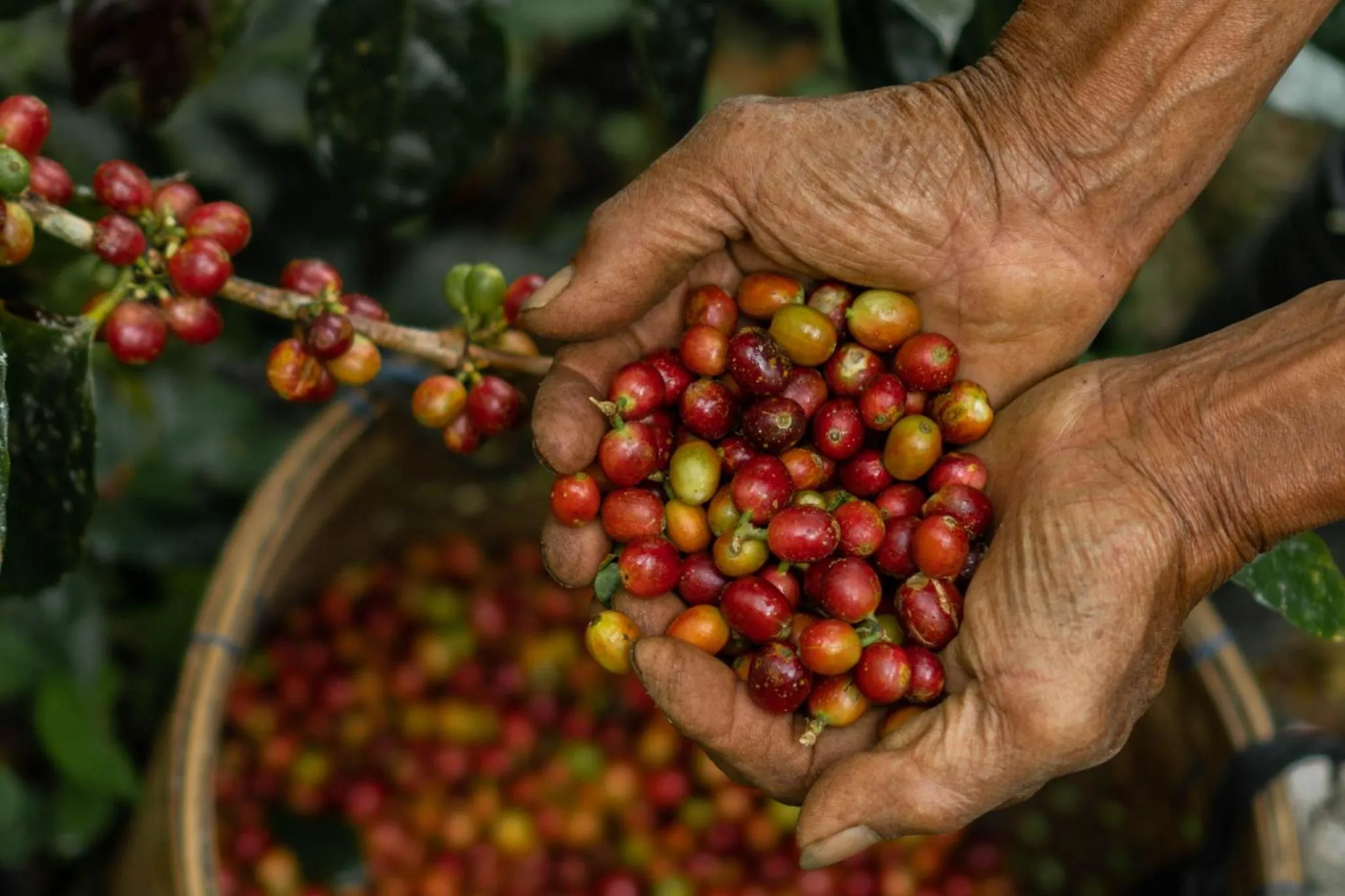 Coffee/tea facilities in Munduk Moding Plantation Nature Resort