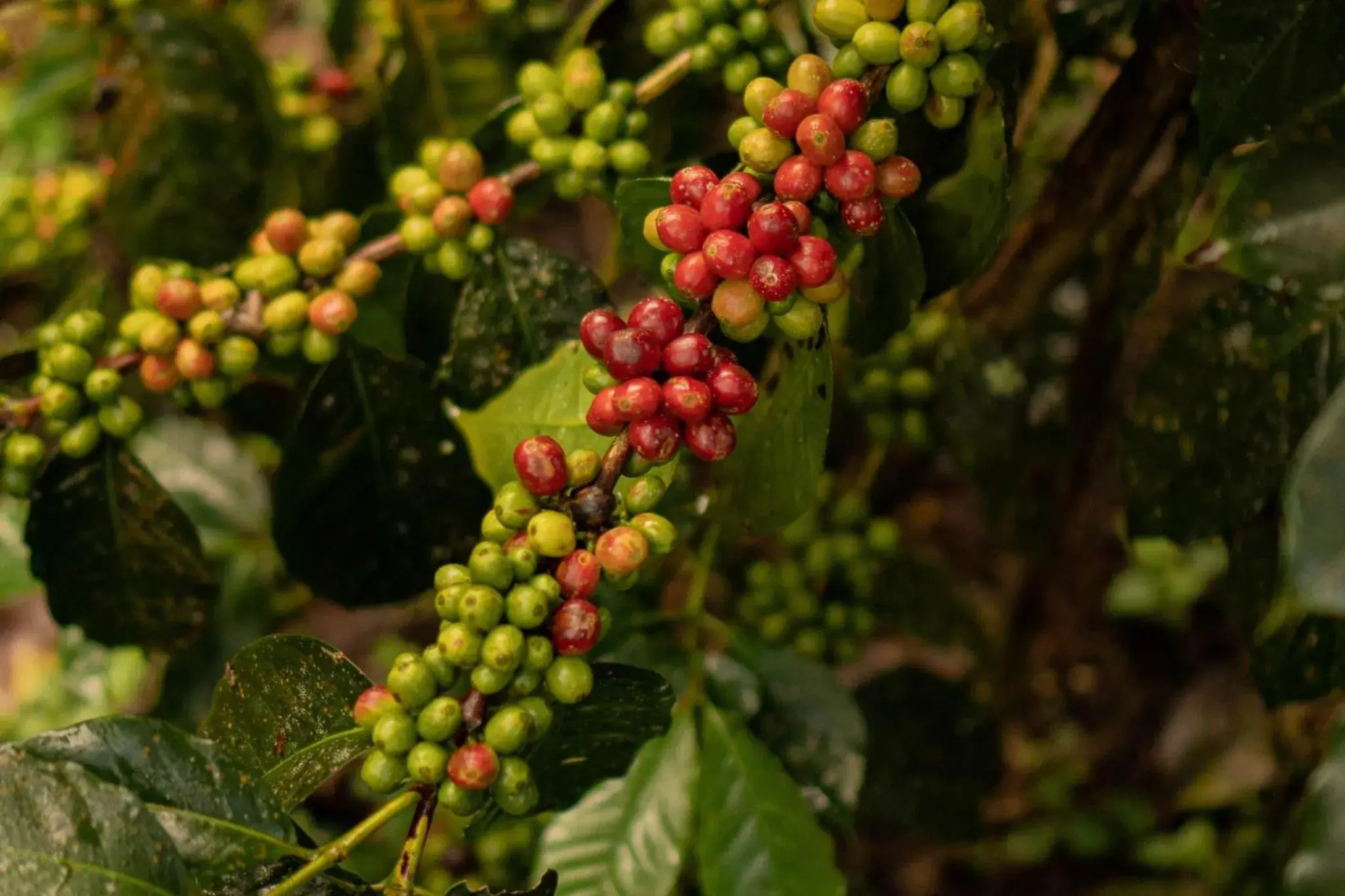 Area and facilities in Munduk Moding Plantation Nature Resort Area and facilities in Munduk Moding Plantation Nature Resort