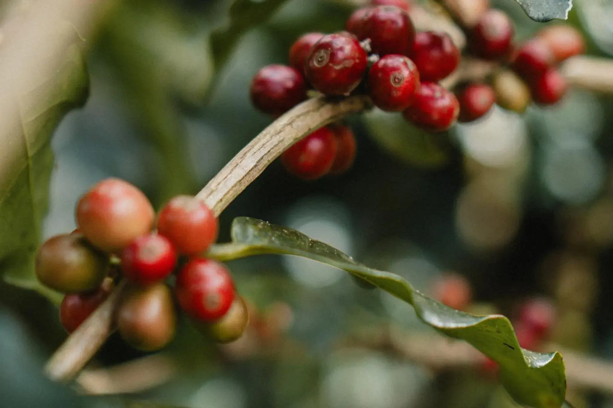 Area and facilities in Munduk Moding Plantation Nature Resort Area and facilities in Munduk Moding Plantation Nature Resort