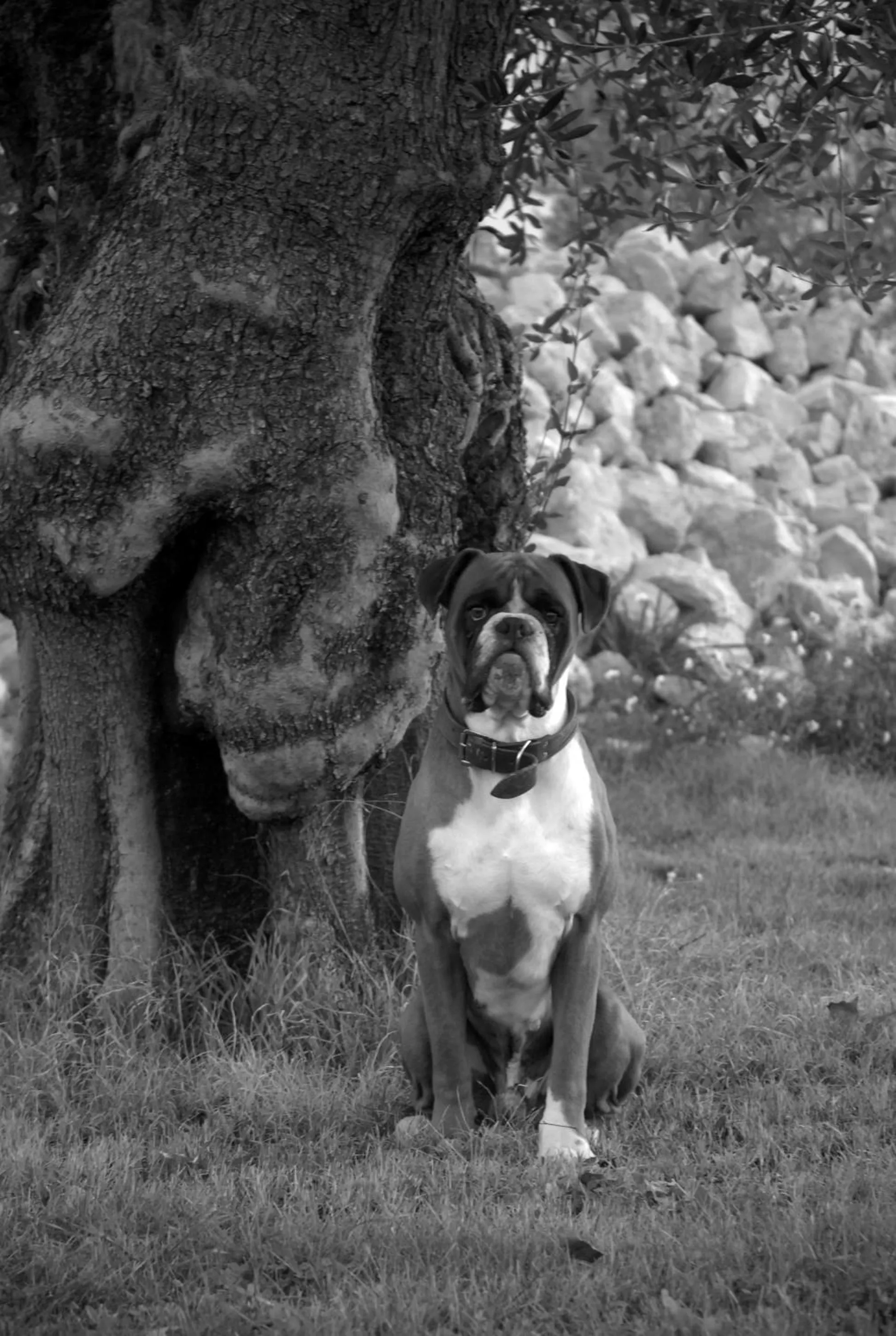 Pets in Casa Vacanze Residenza Bocci