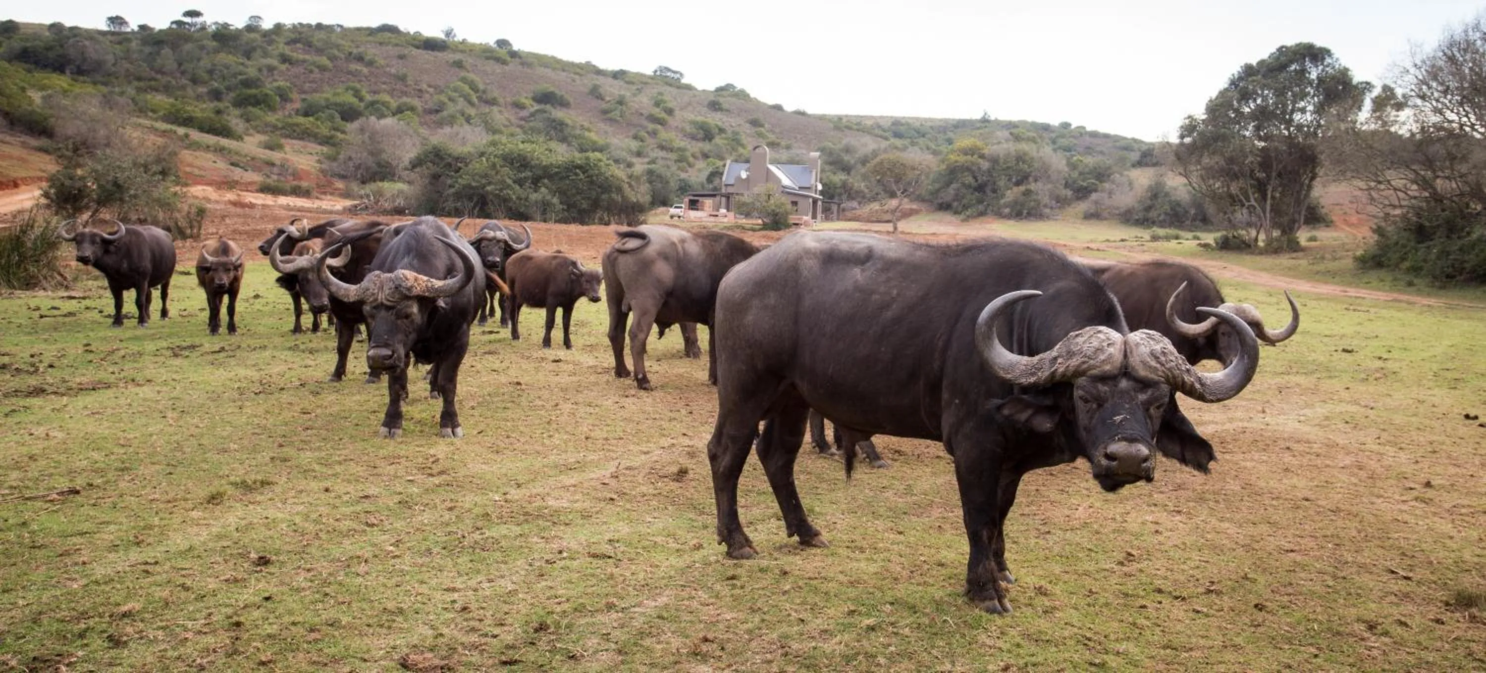 Animals in Botlierskop Tented Lodge