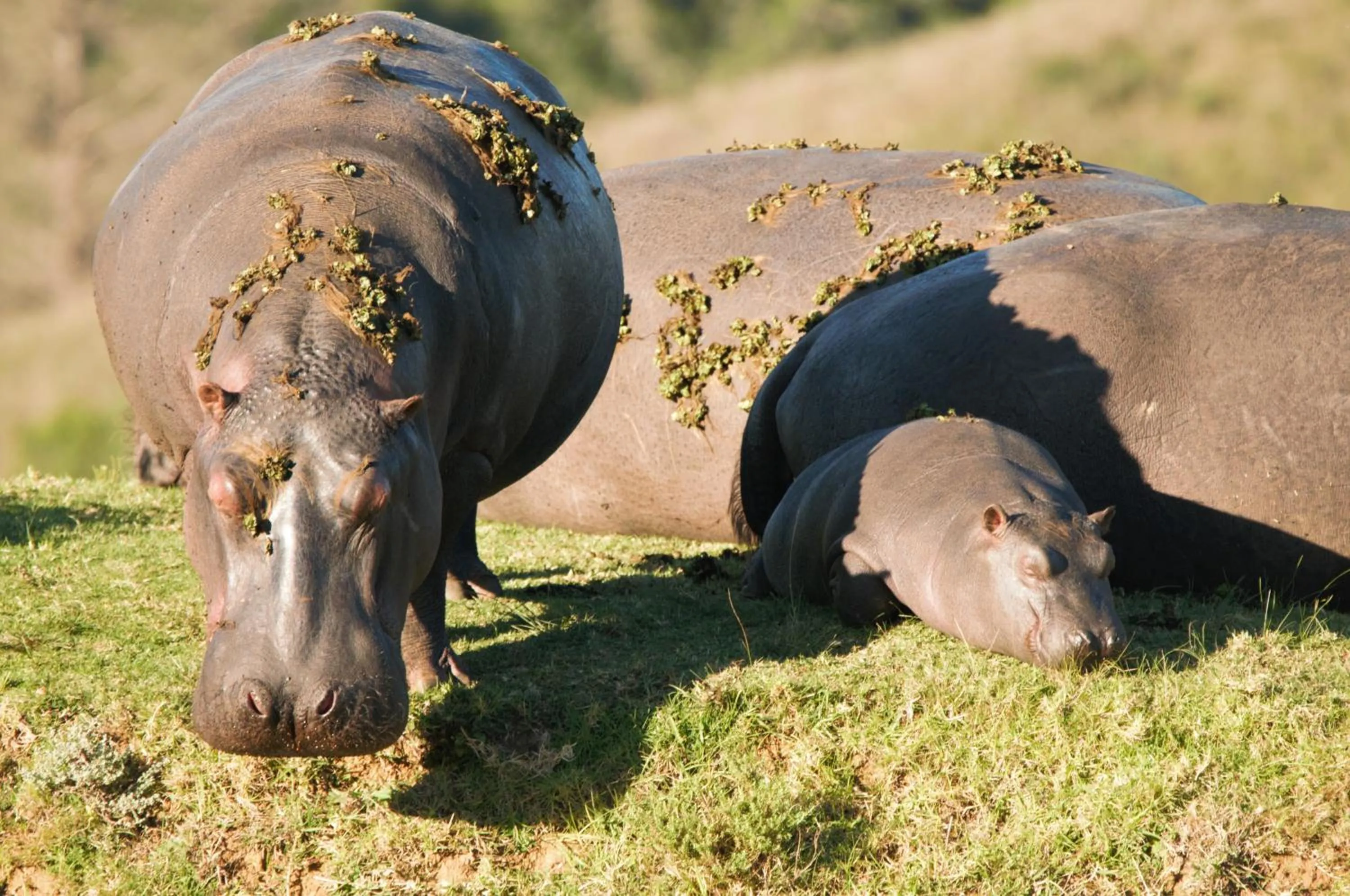 Animals in Botlierskop Tented Lodge