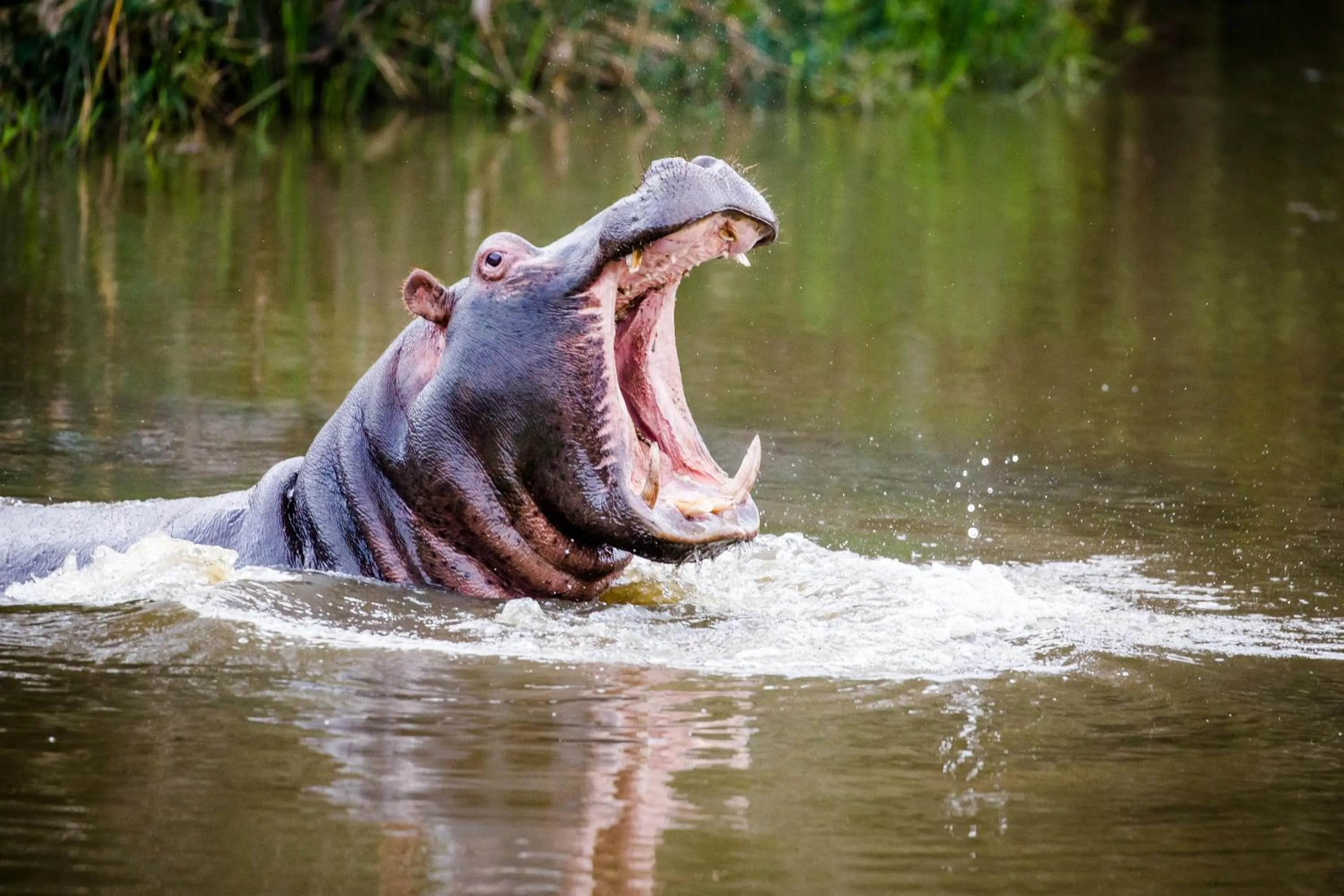 Animals in Botlierskop Tented Lodge