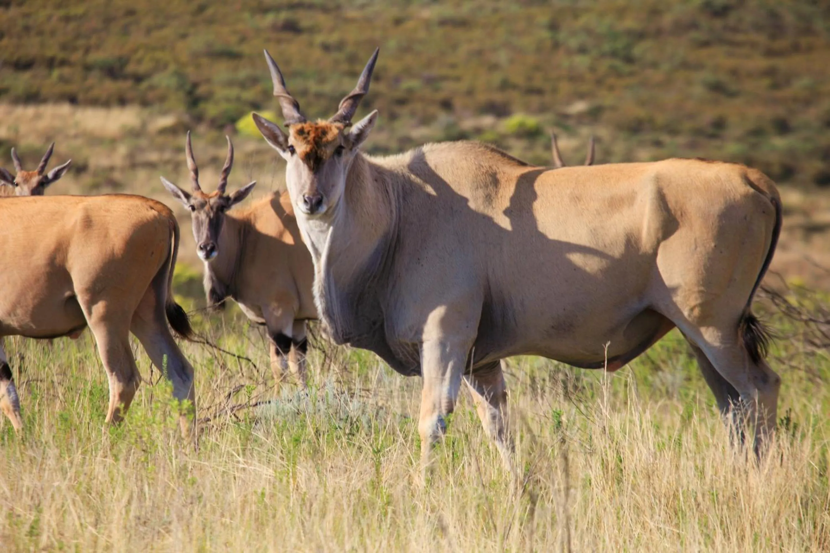 Other in Botlierskop Tented Lodge