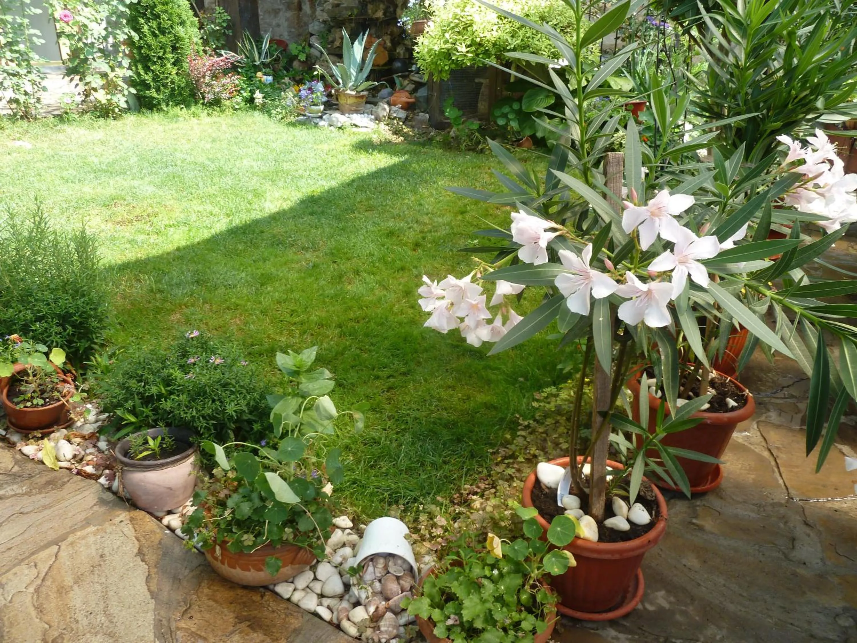 Garden in Hotel Anhea