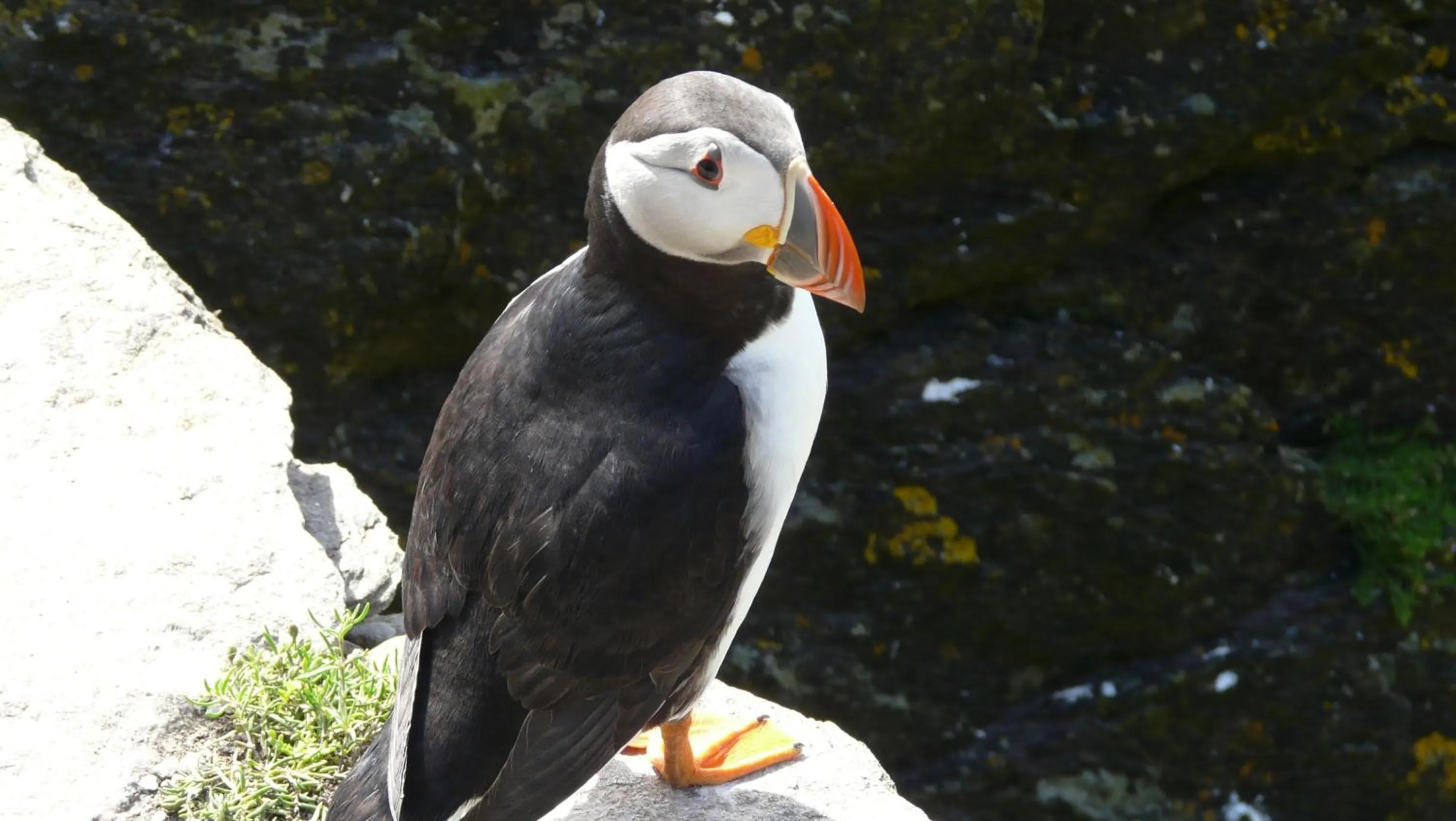 Animals in Carraig Liath House