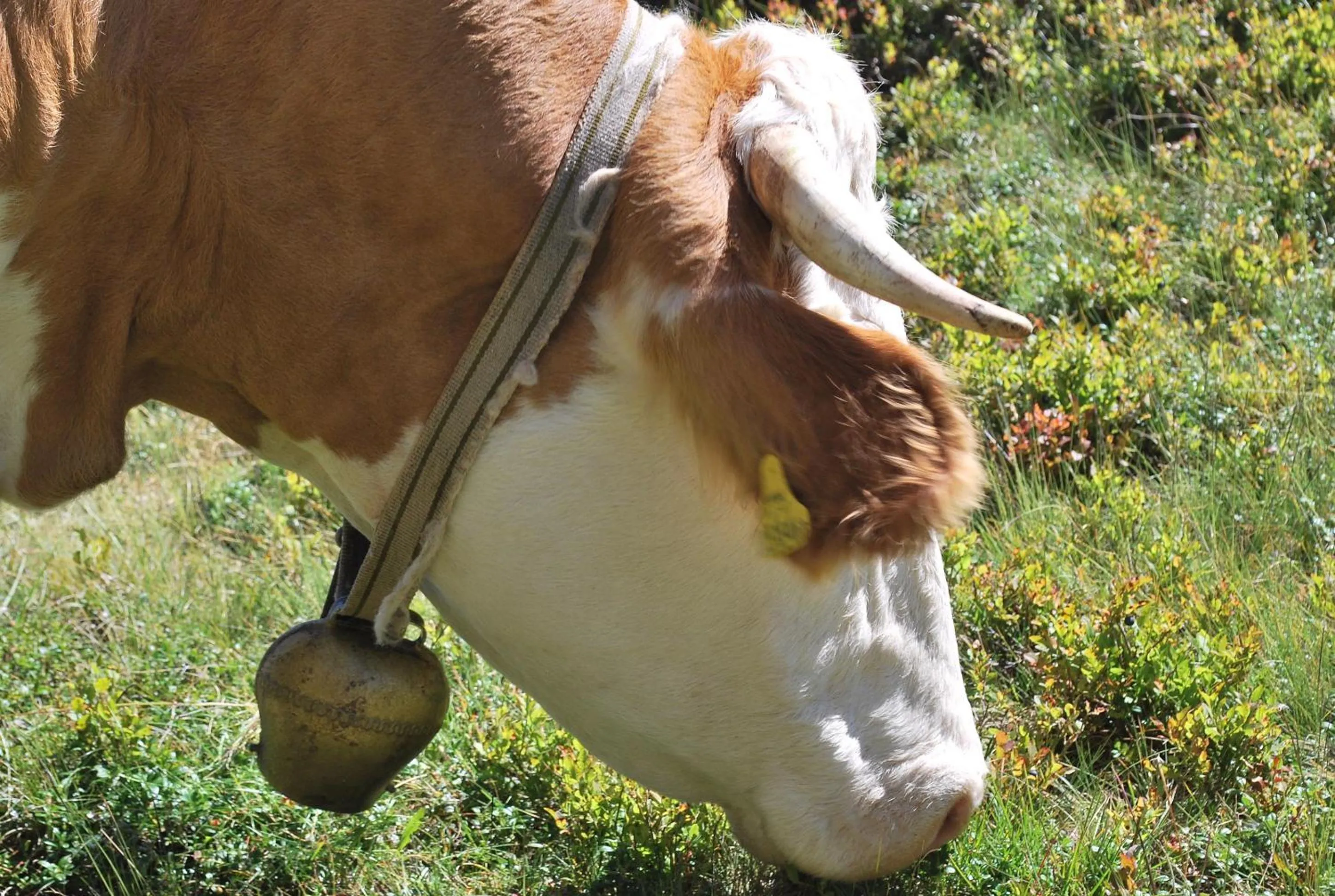Pets in Biohof Seidl
